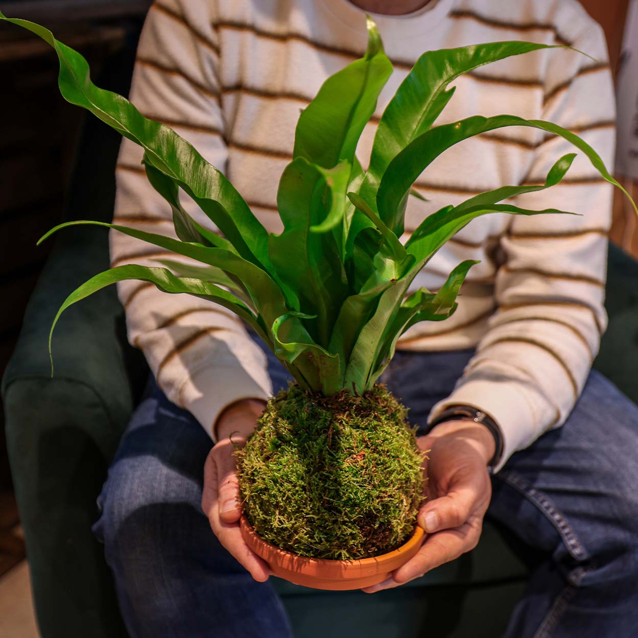 Kokedama