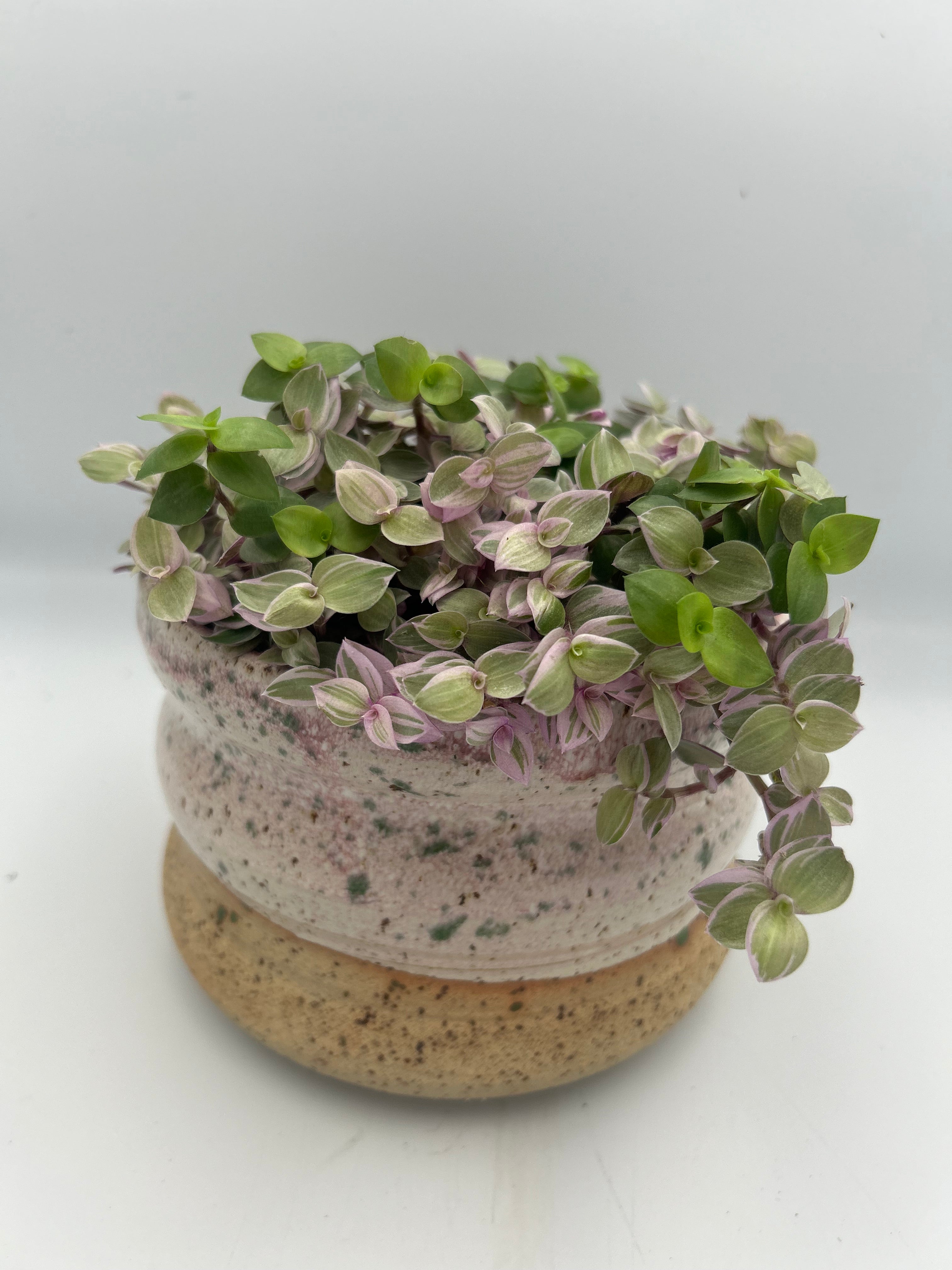 Callisia Pink Lady