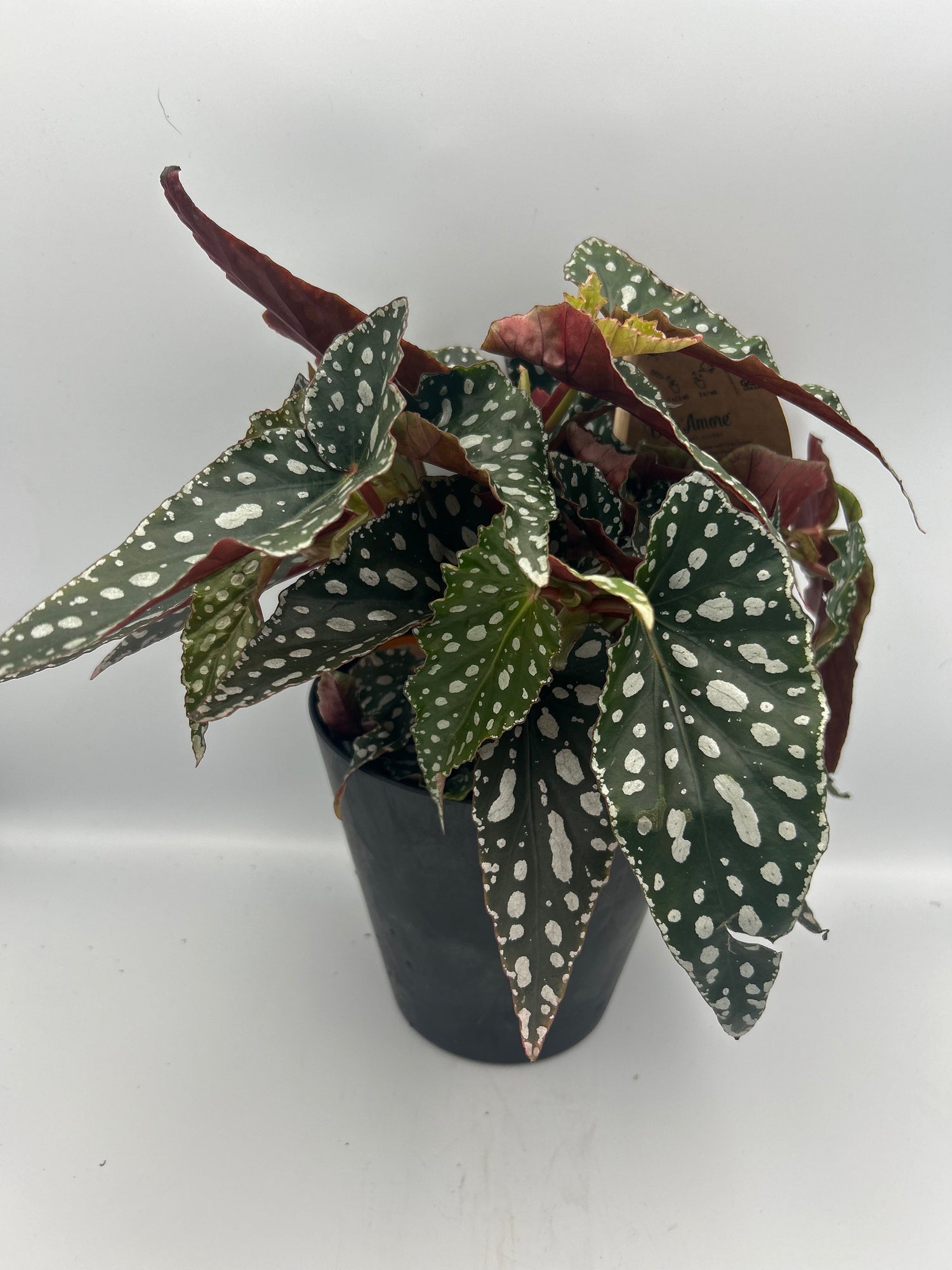 Begonia Maculata Spotlight Green