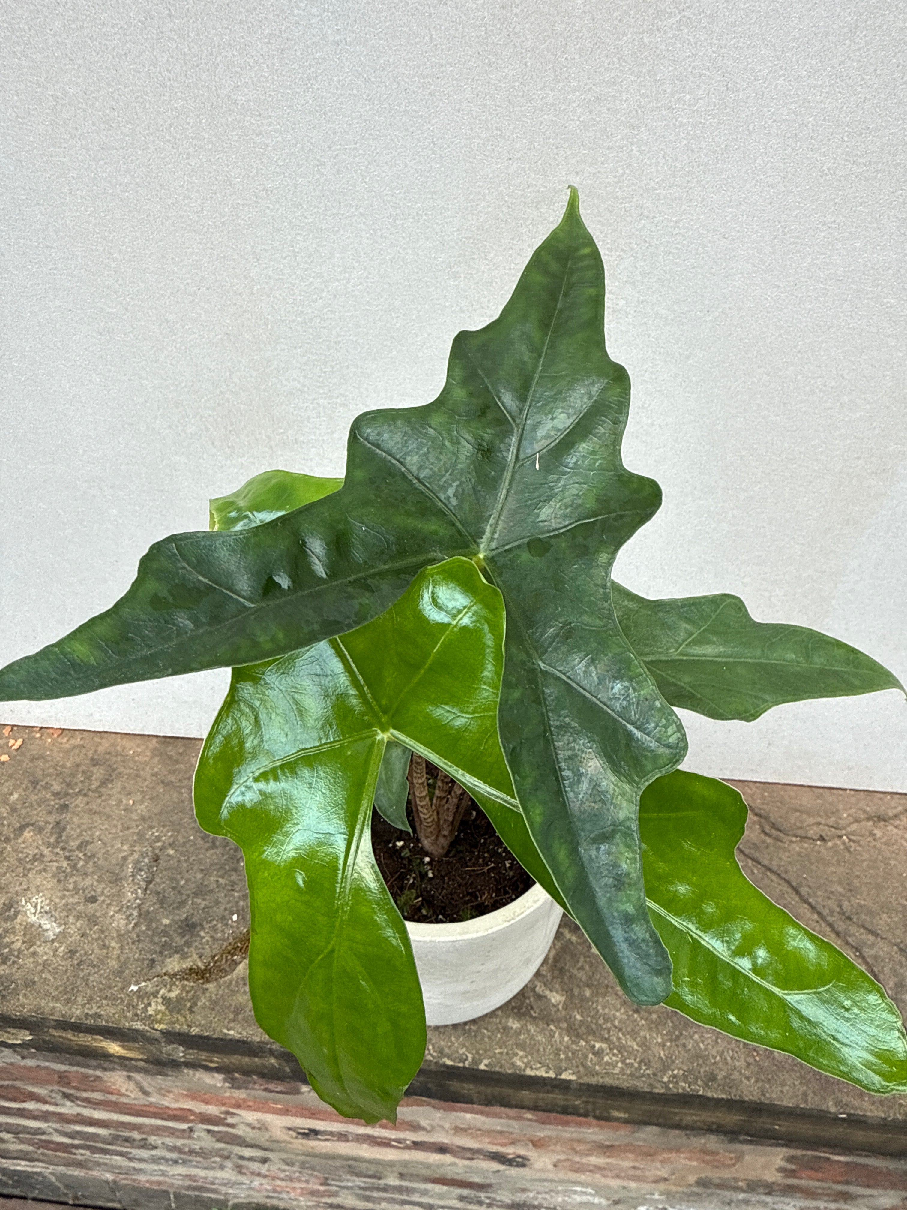 Alocasia Batwing