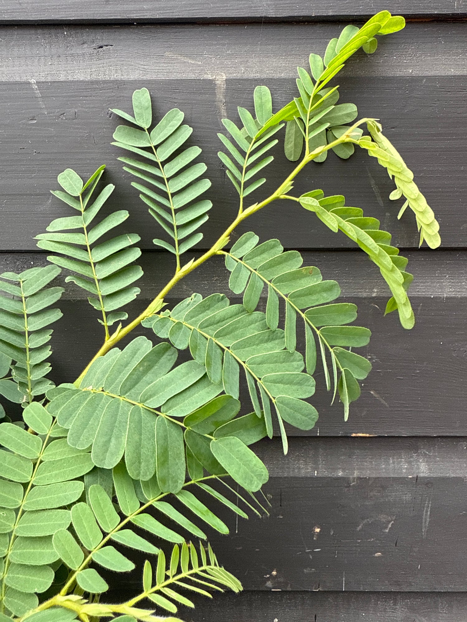 Tamarindus indica (Tamarind Tree)