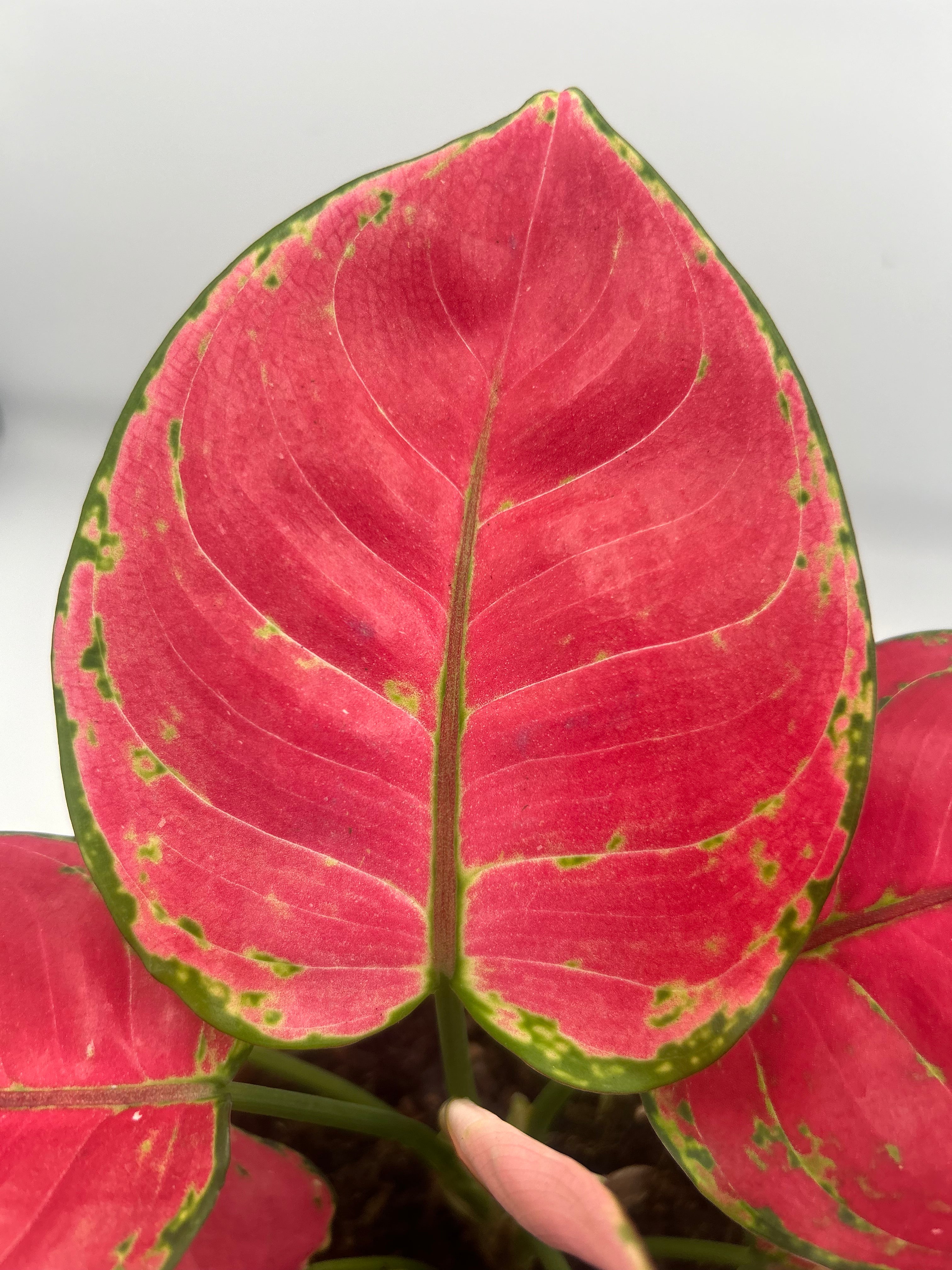 Aglaonema Red Joy