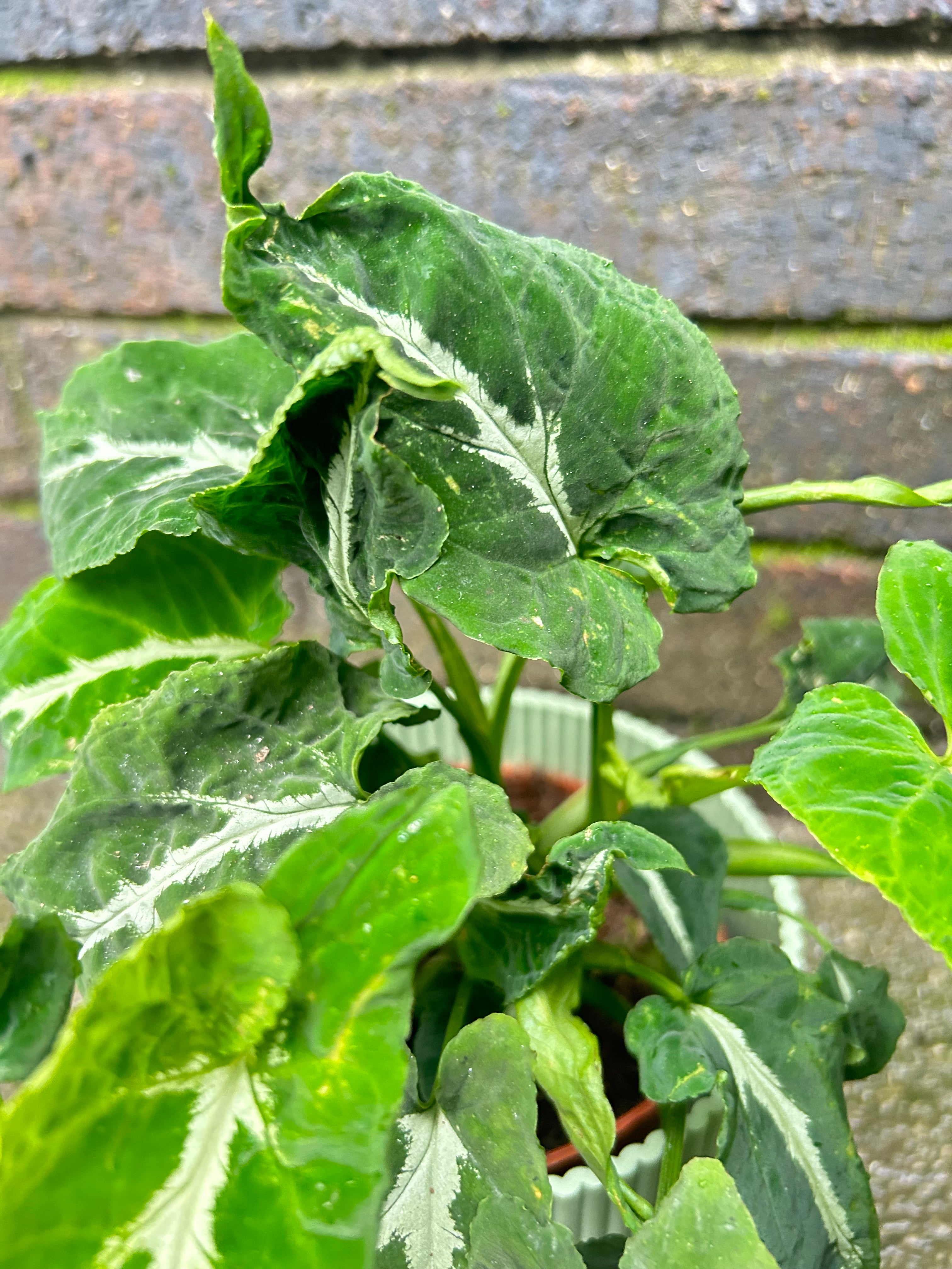 Syngonum Wendlandii