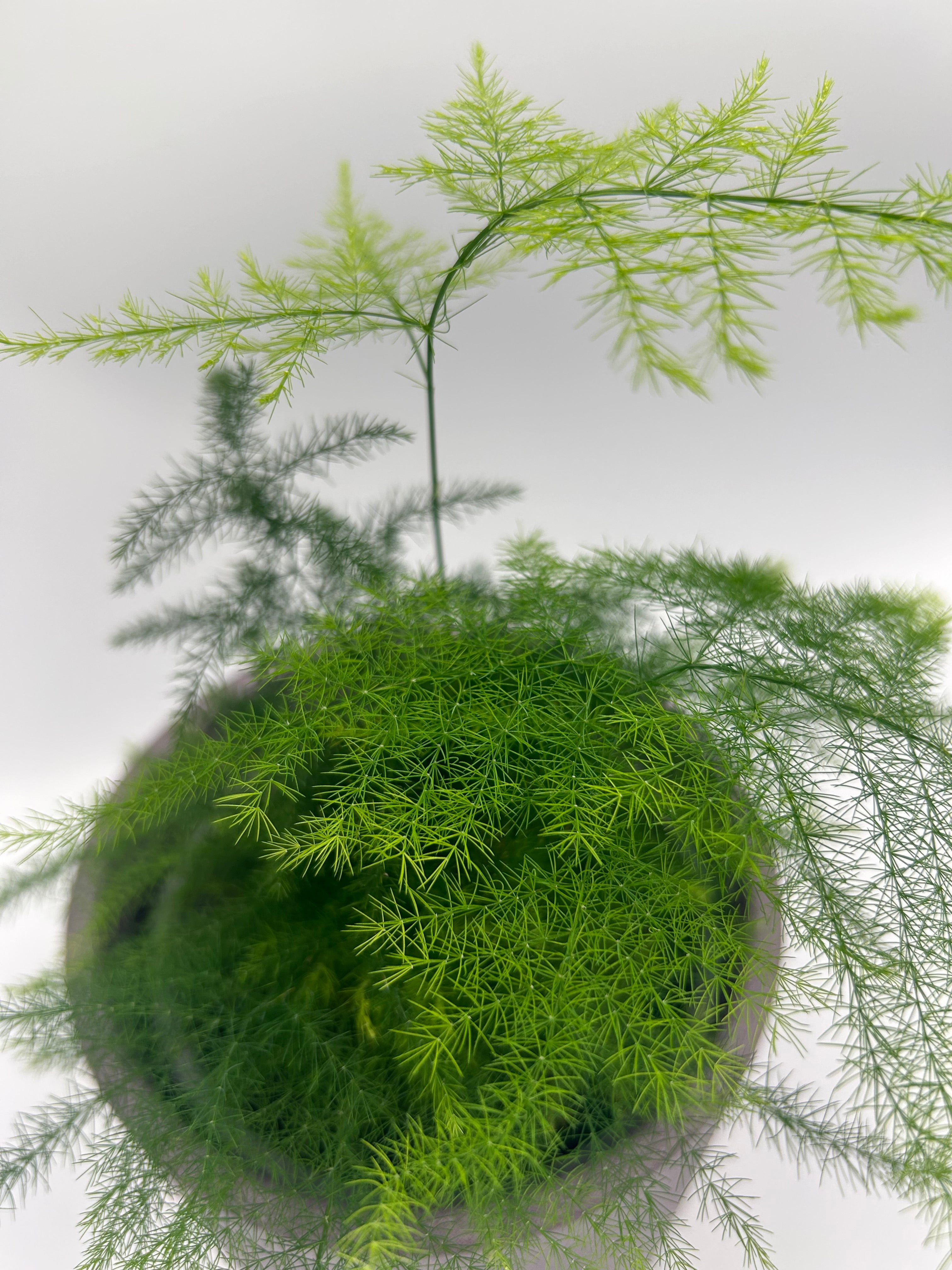 Asparagus setaceus &