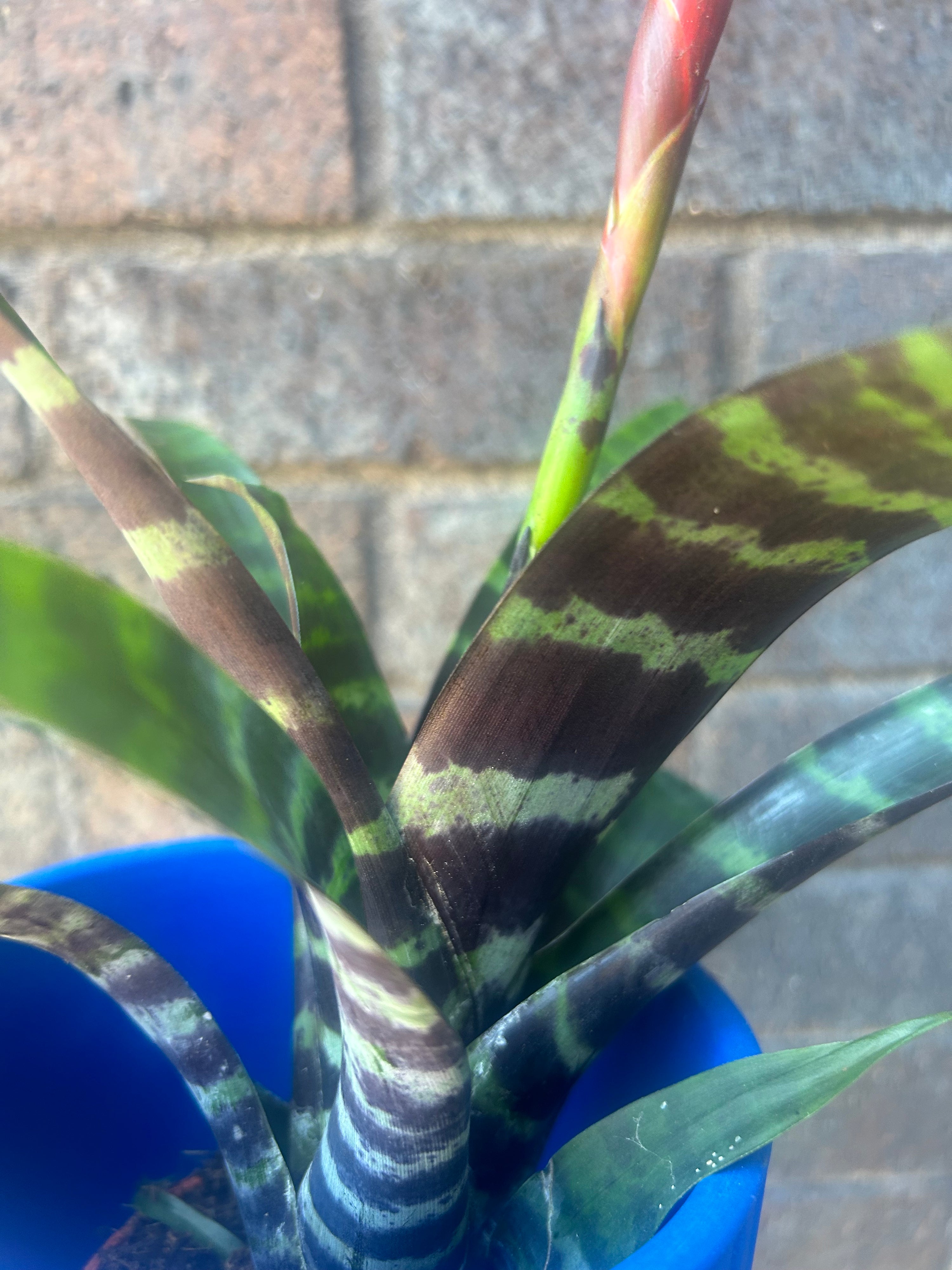 Vriesea Era