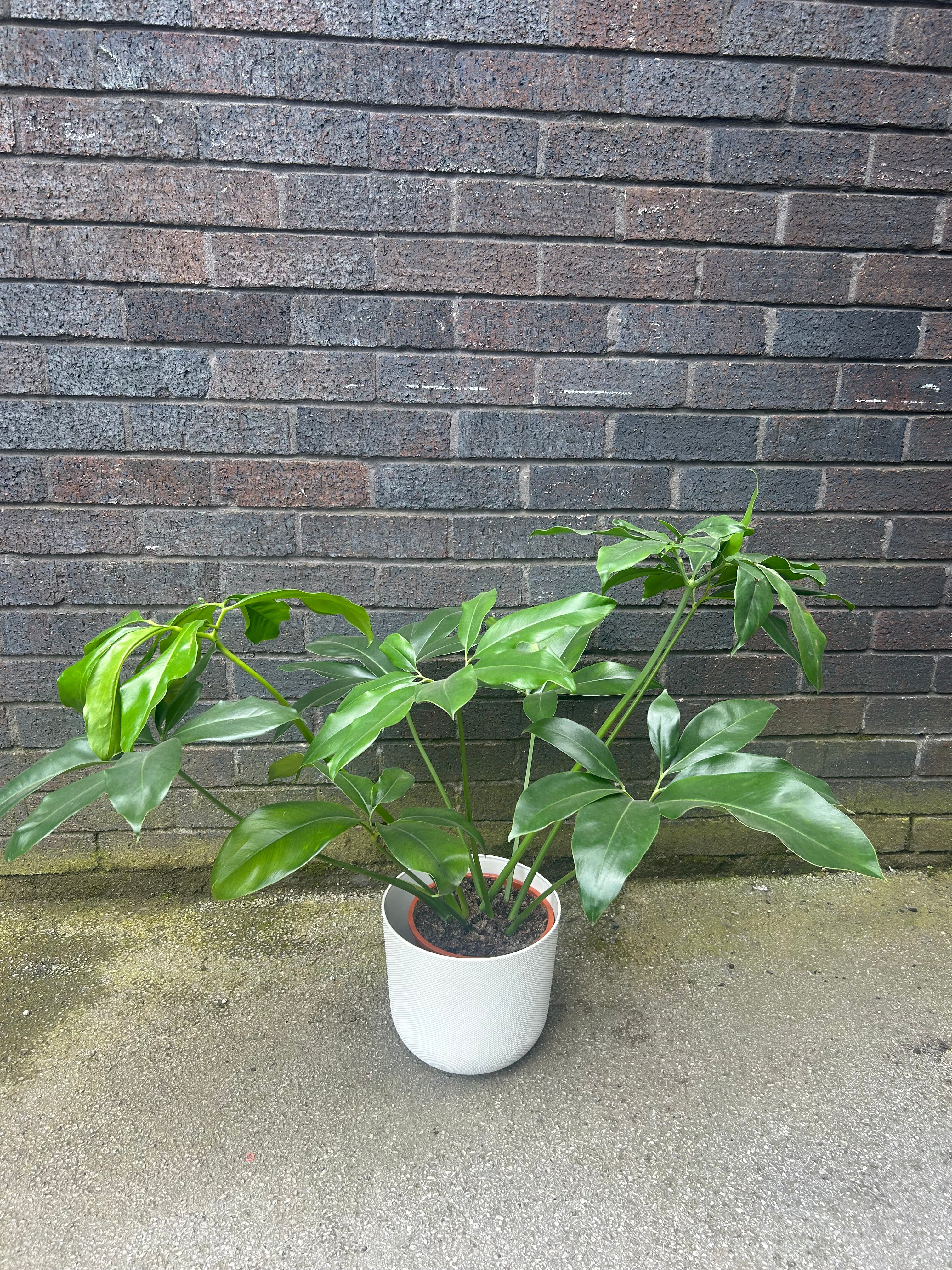 Philodendron Green Wonder