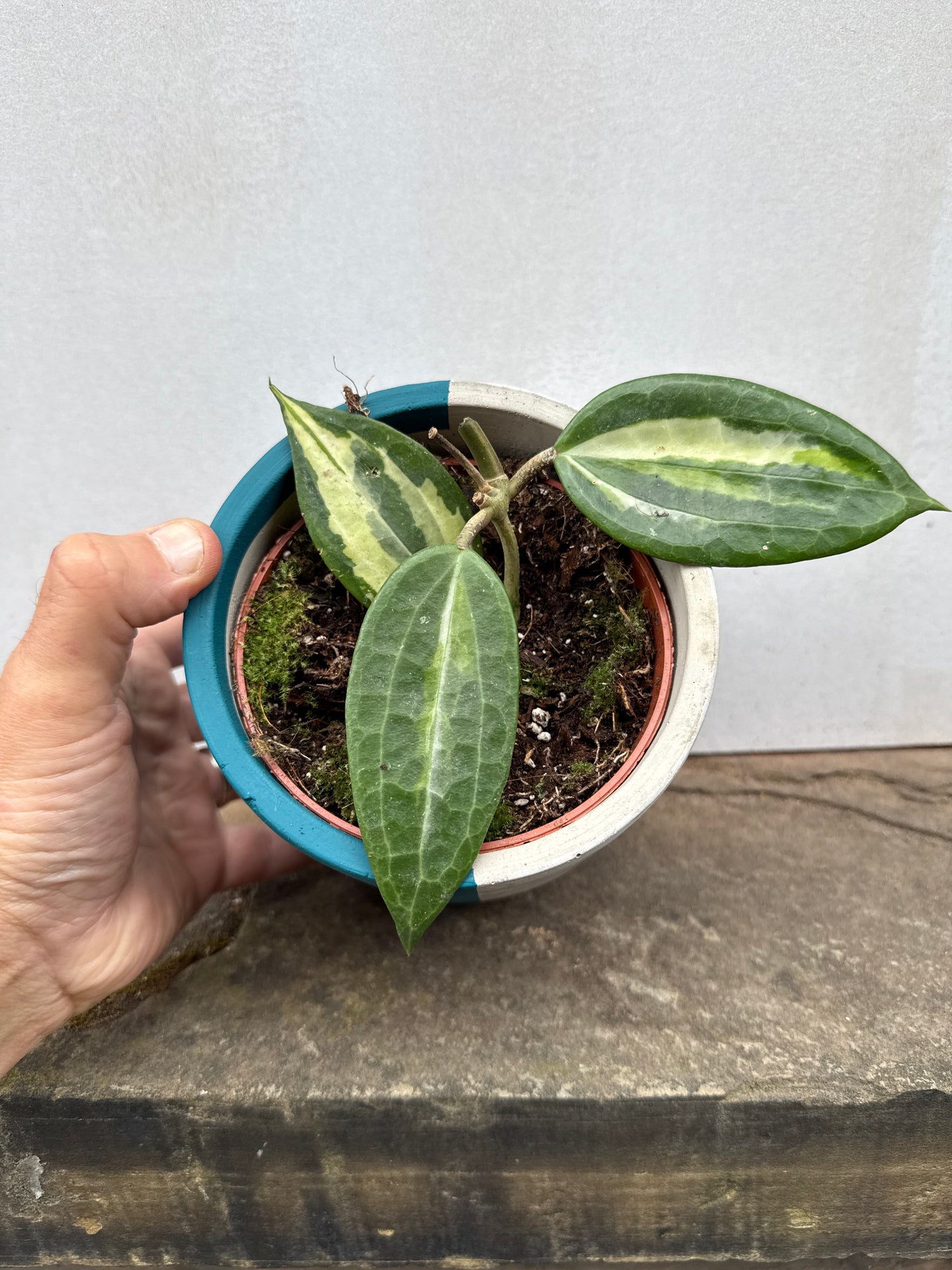 Hoya Latifolia (Pot of Gold)