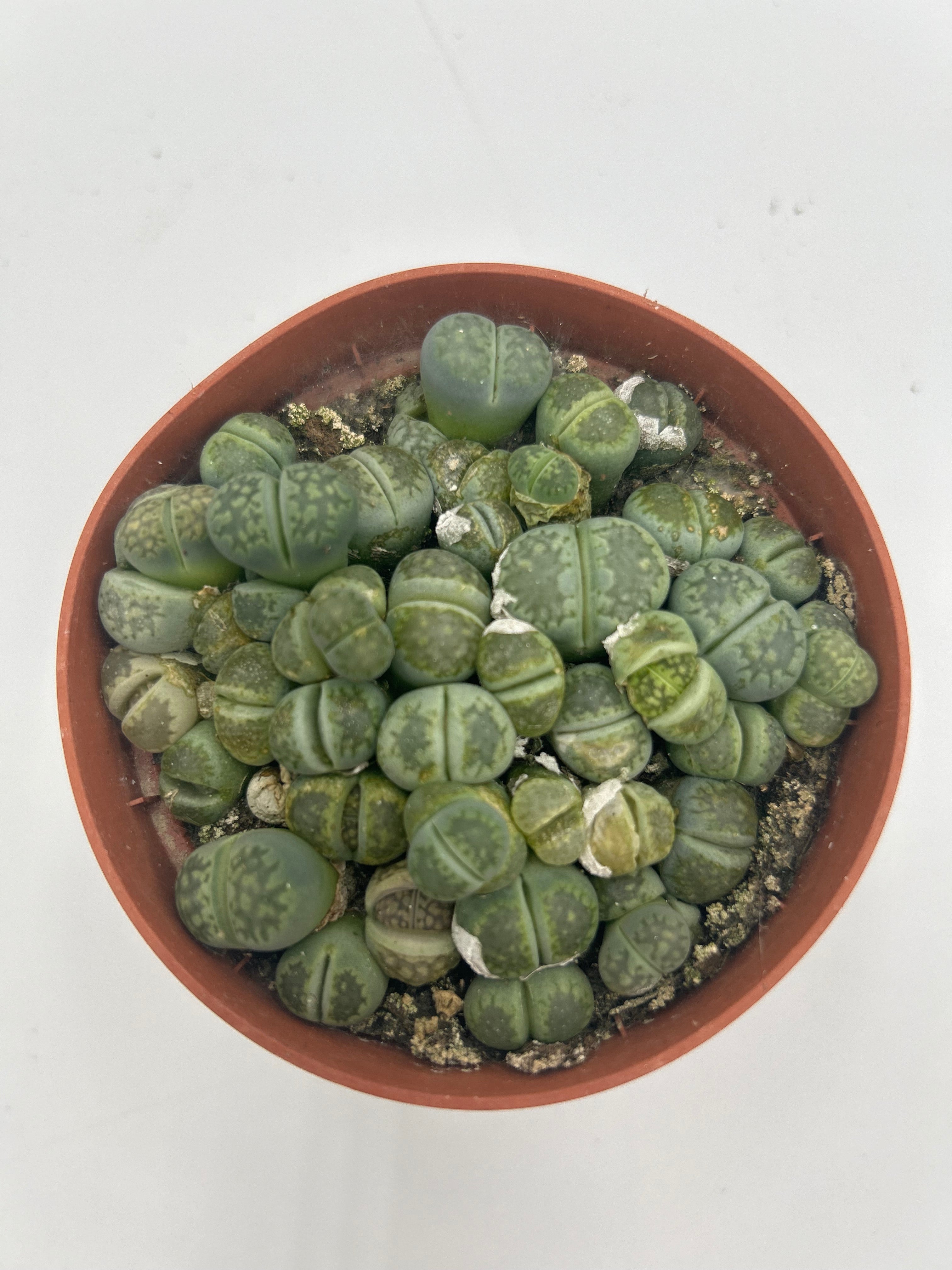 Lithops