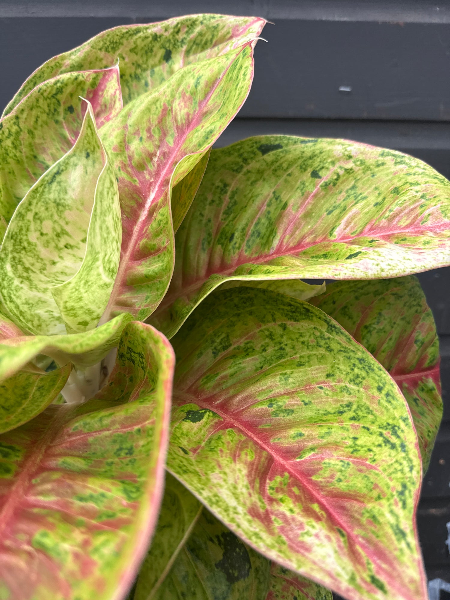 Aglaonema Grand Poppy