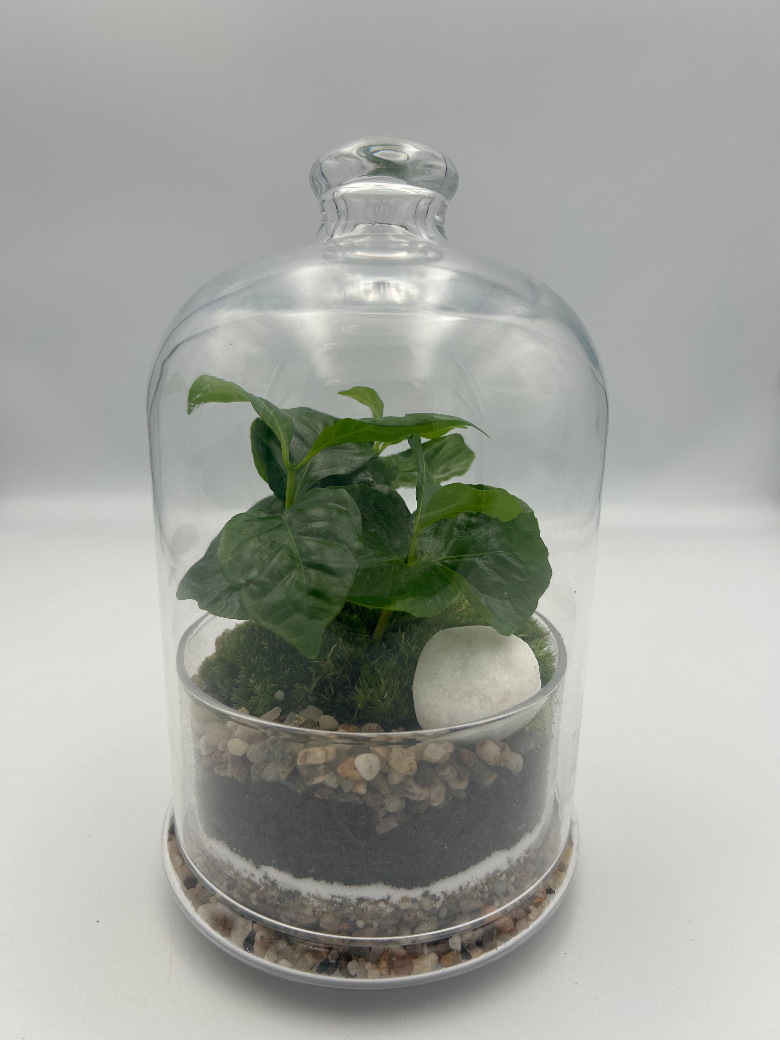 Coffee Plant Dome Terrarium