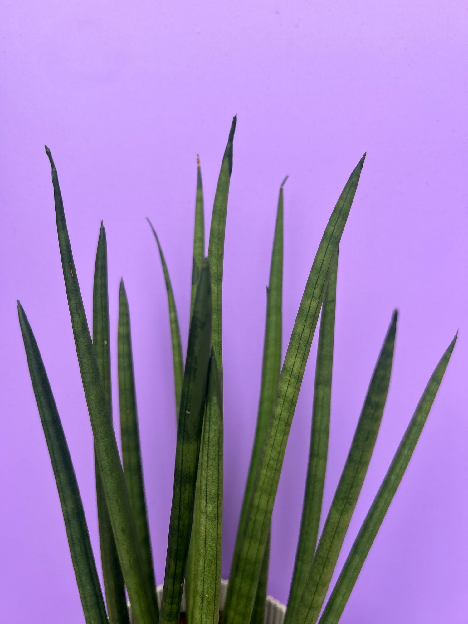 Sansevieria Cylindrica