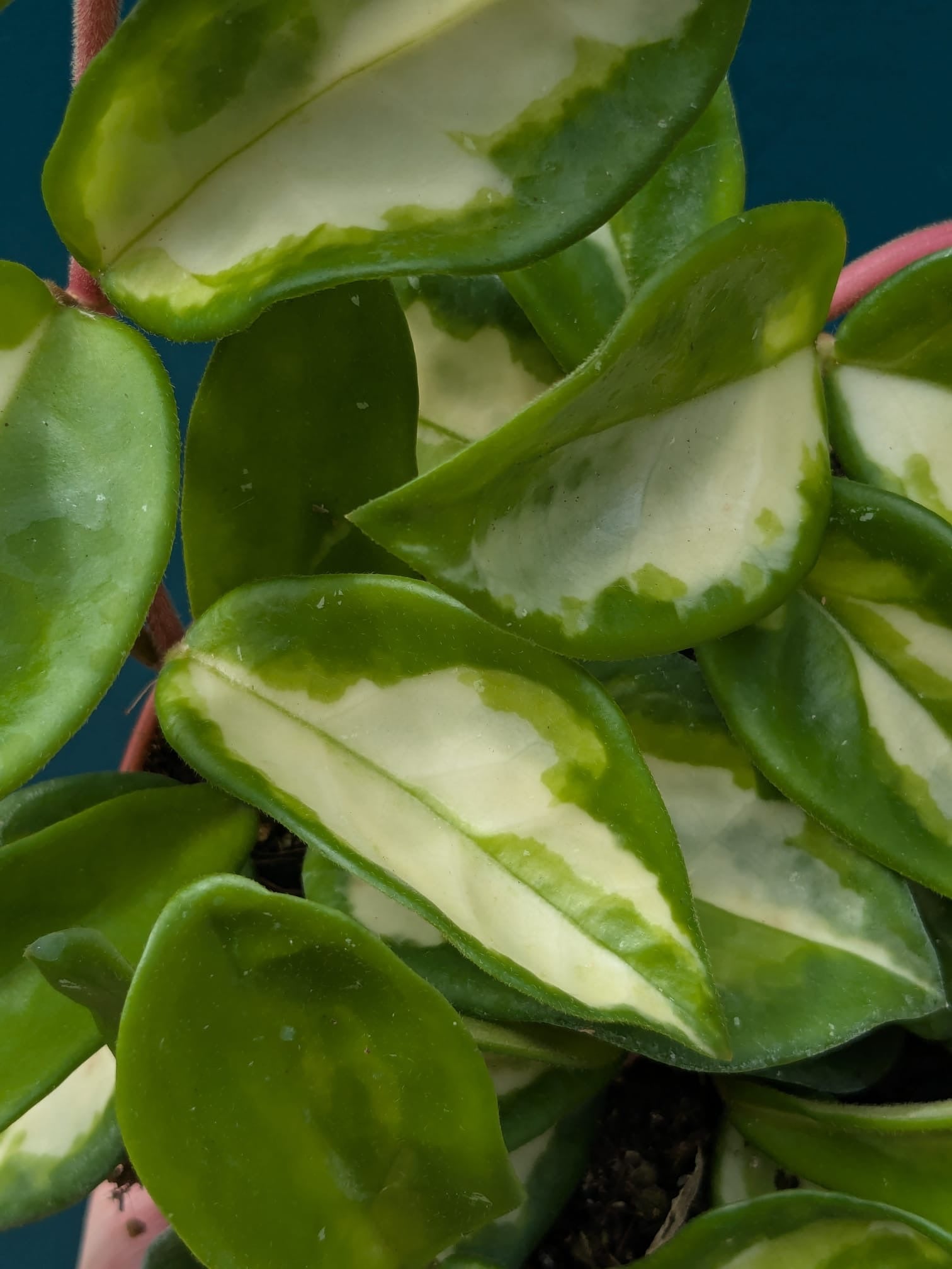 Hoya Carnosa Tricolour