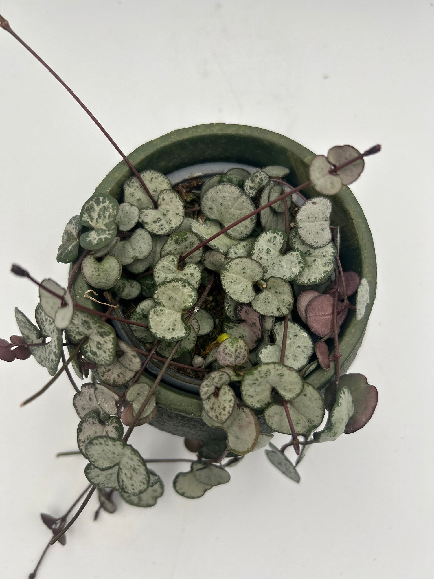 Ceropegia Woodii (String of Hearts)