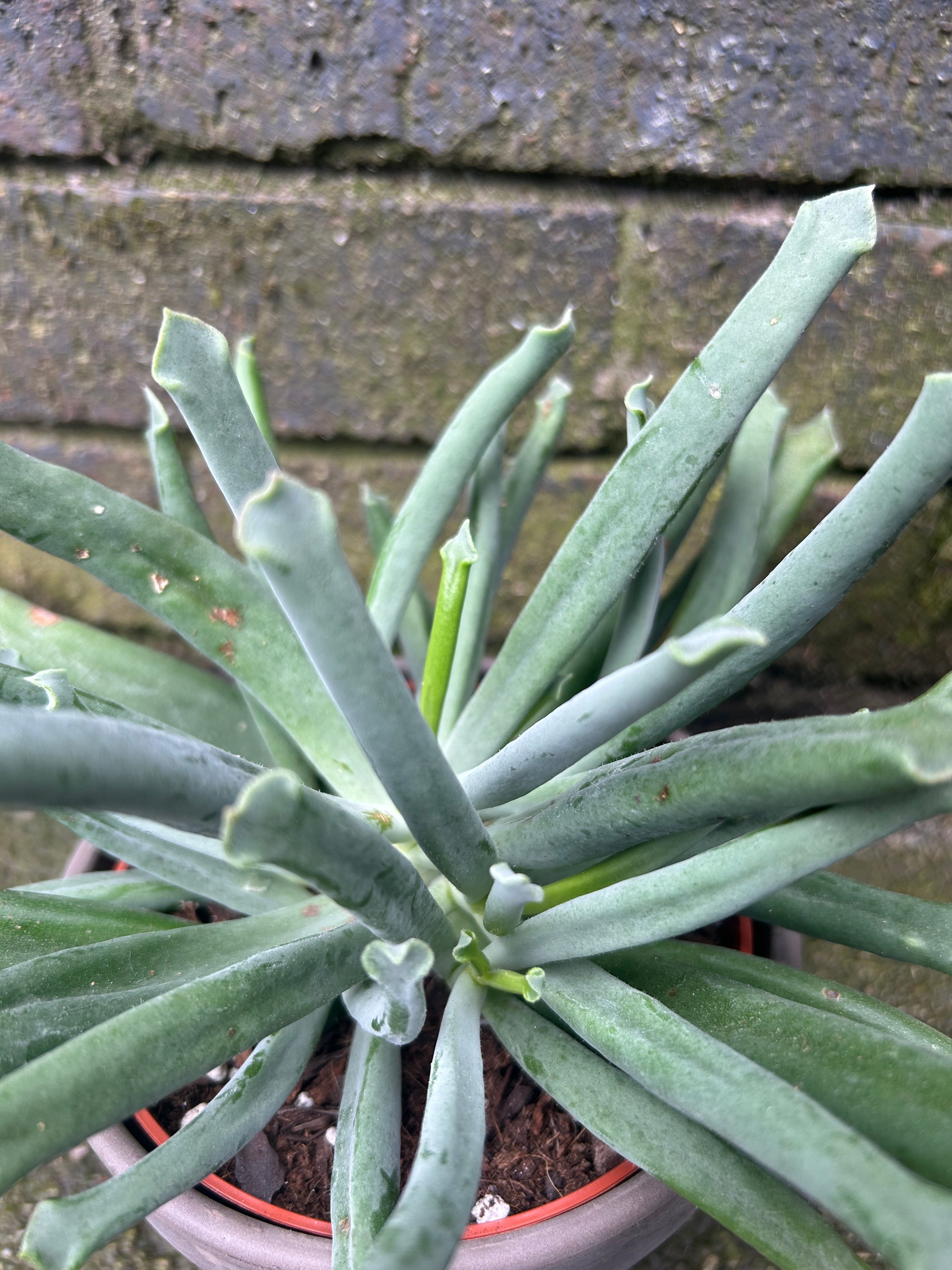 Cotyledon Elephants Trunk