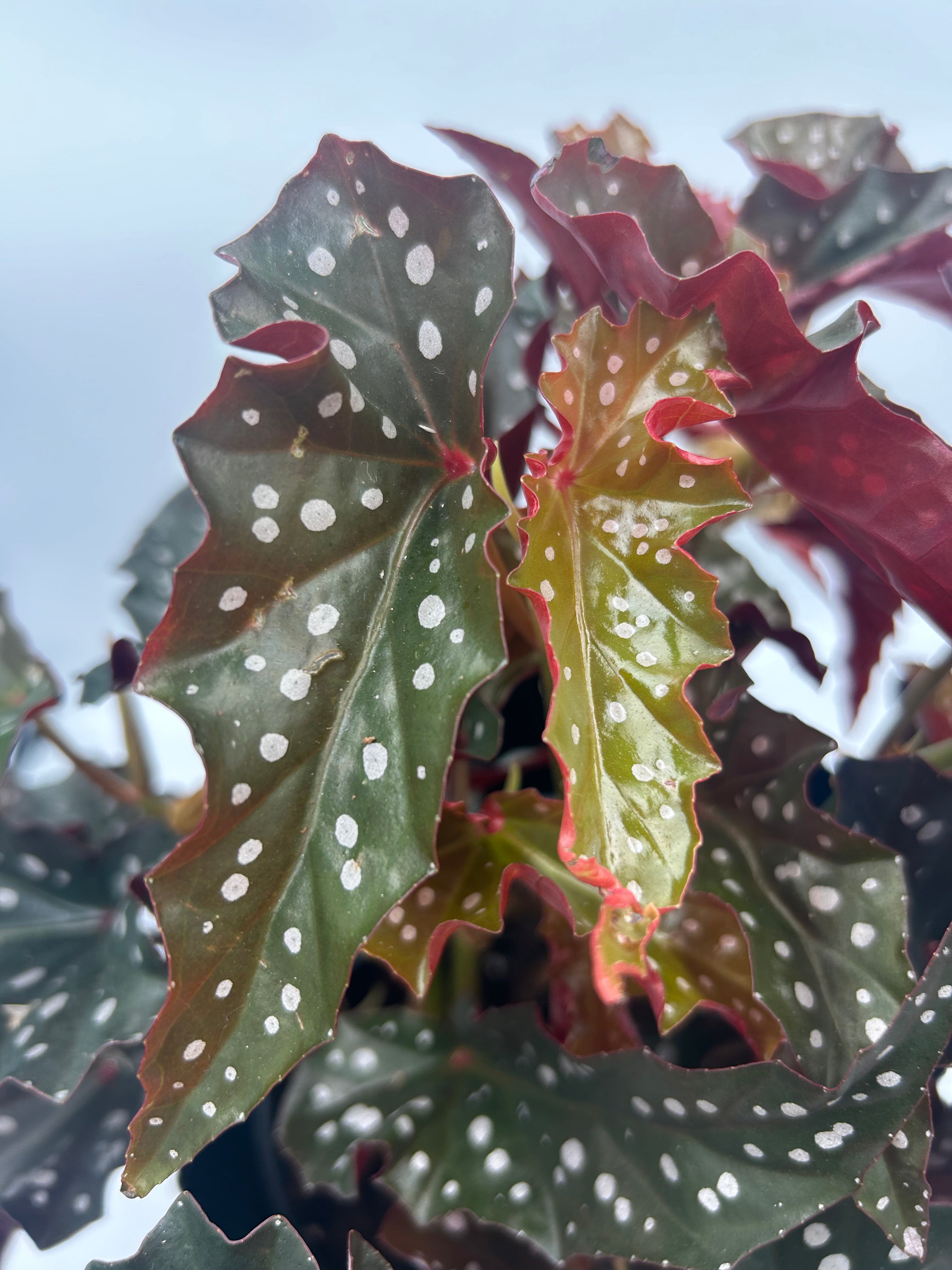 Begonia Black Forest