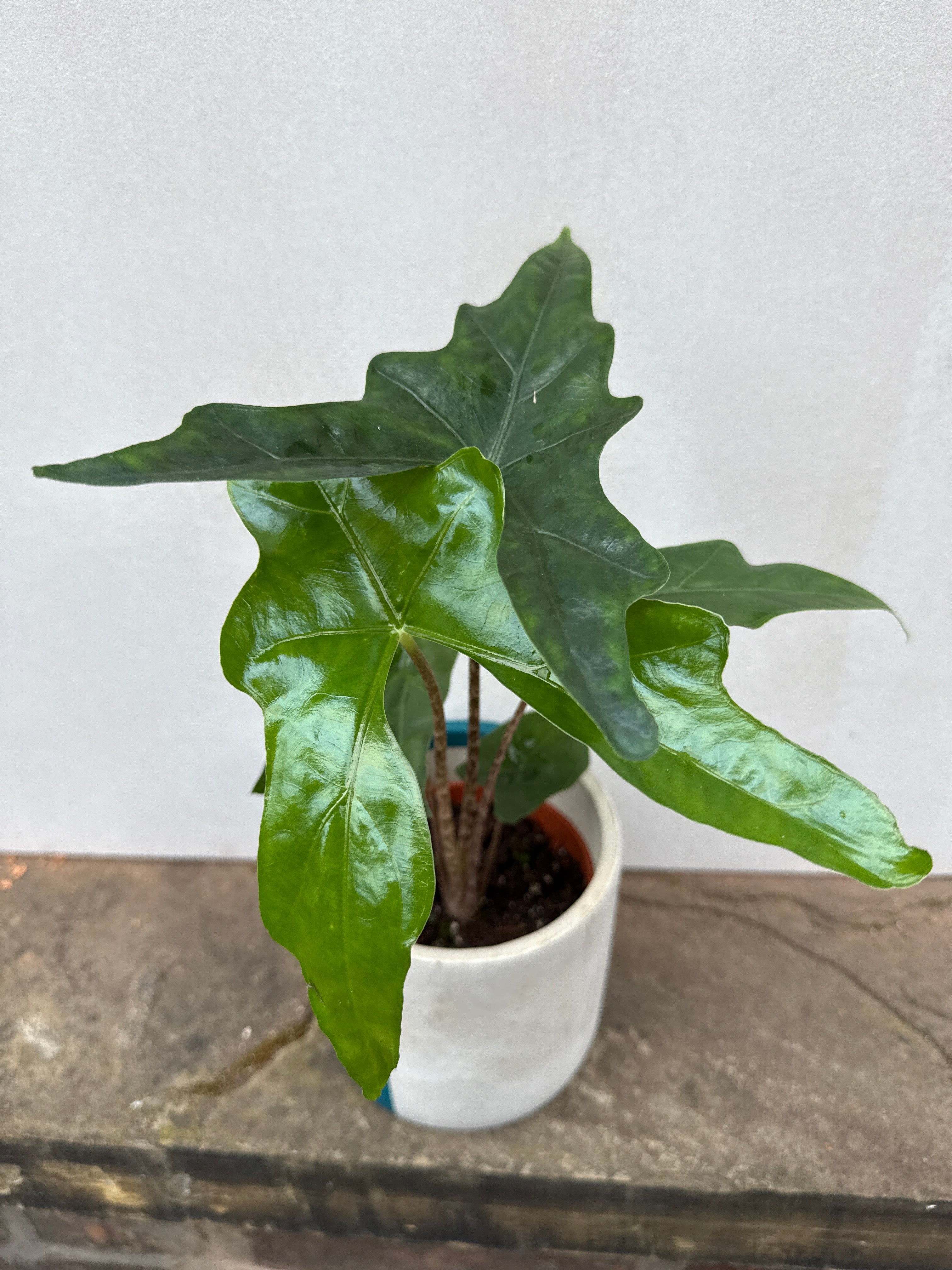 Alocasia Batwing