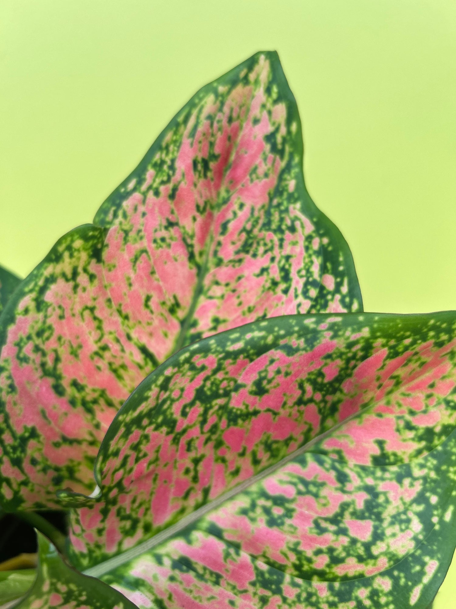 Aglaonema Crimson Love