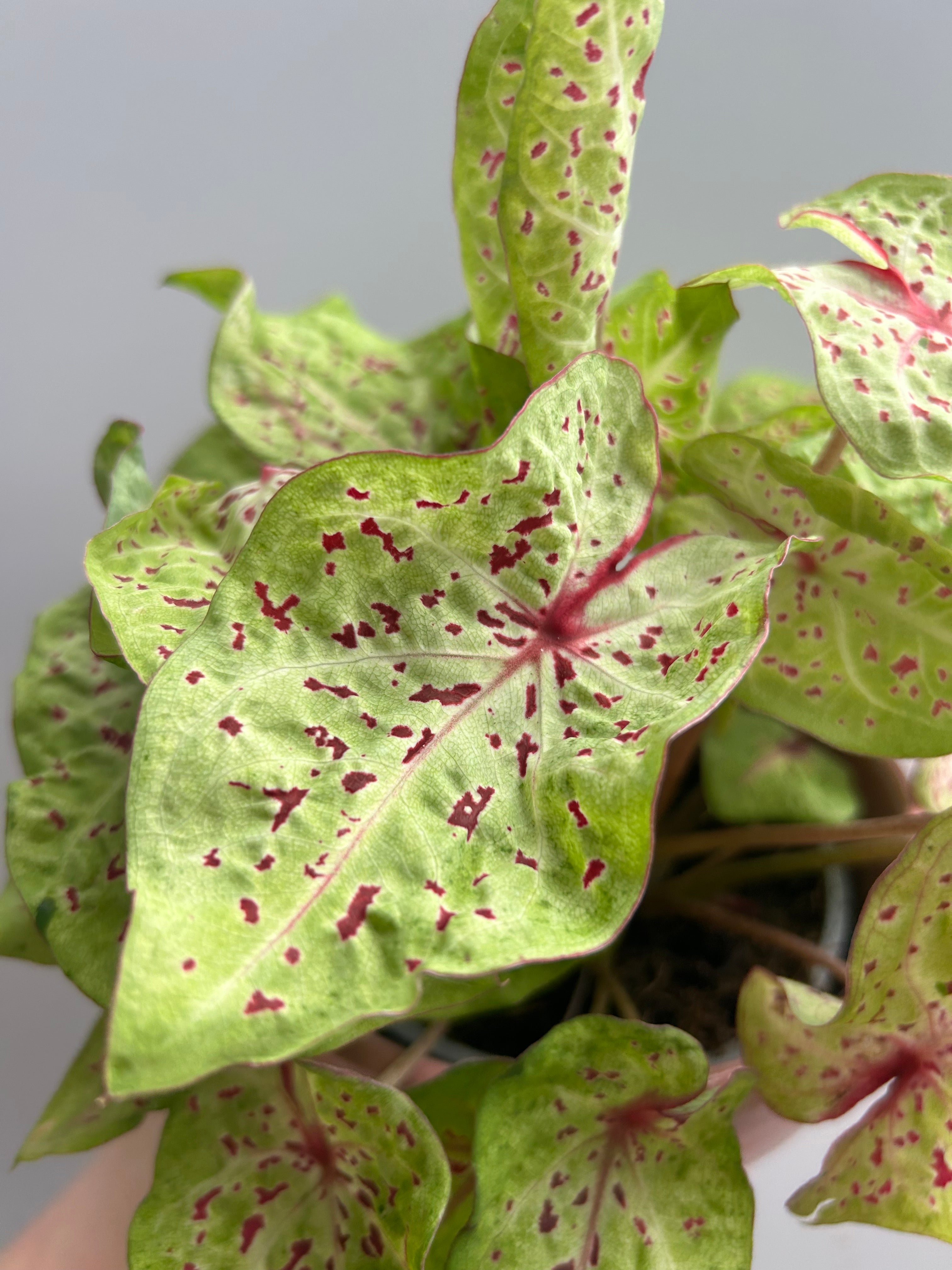 Caladium Bi-Colour