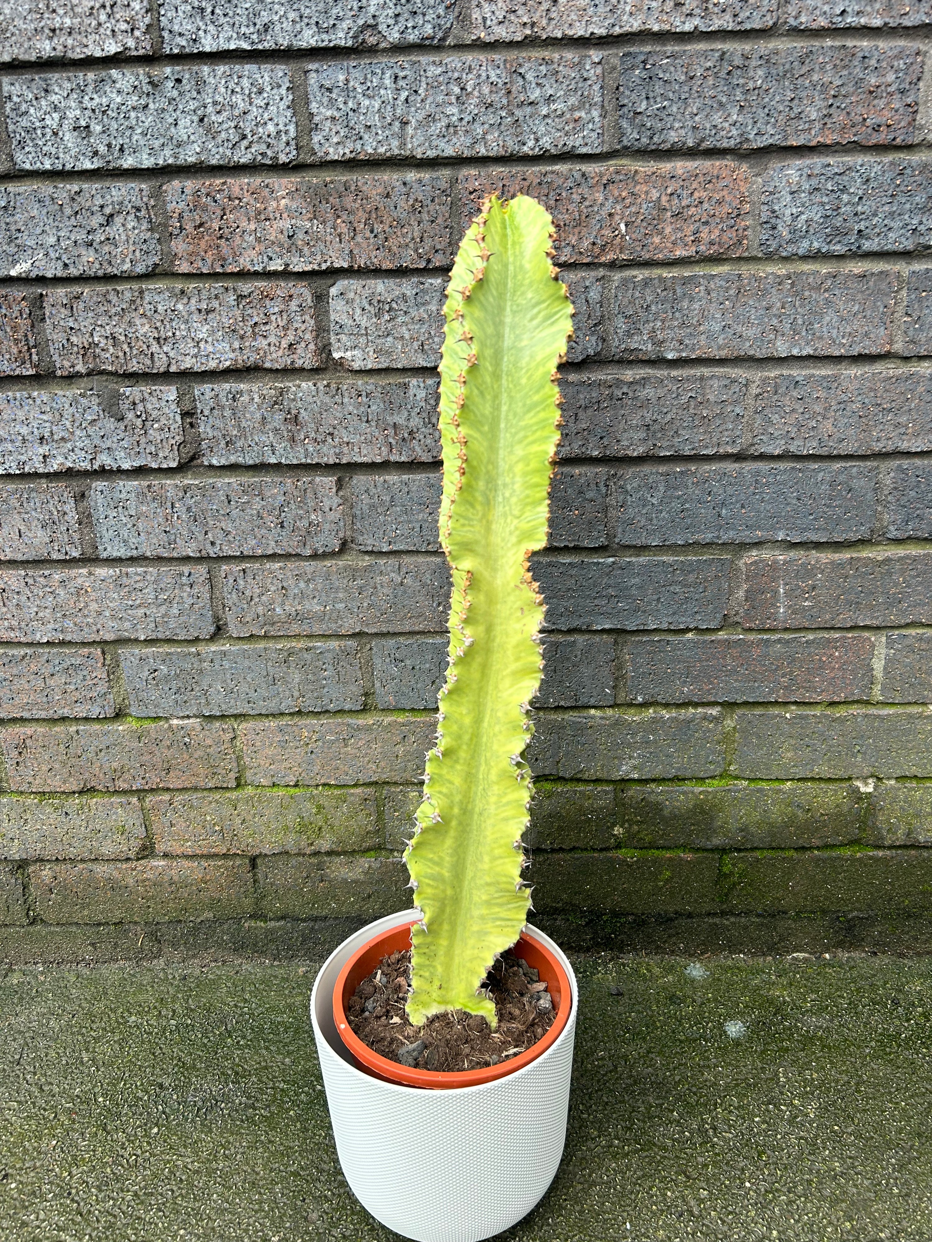 Euphorbia Marmorata
