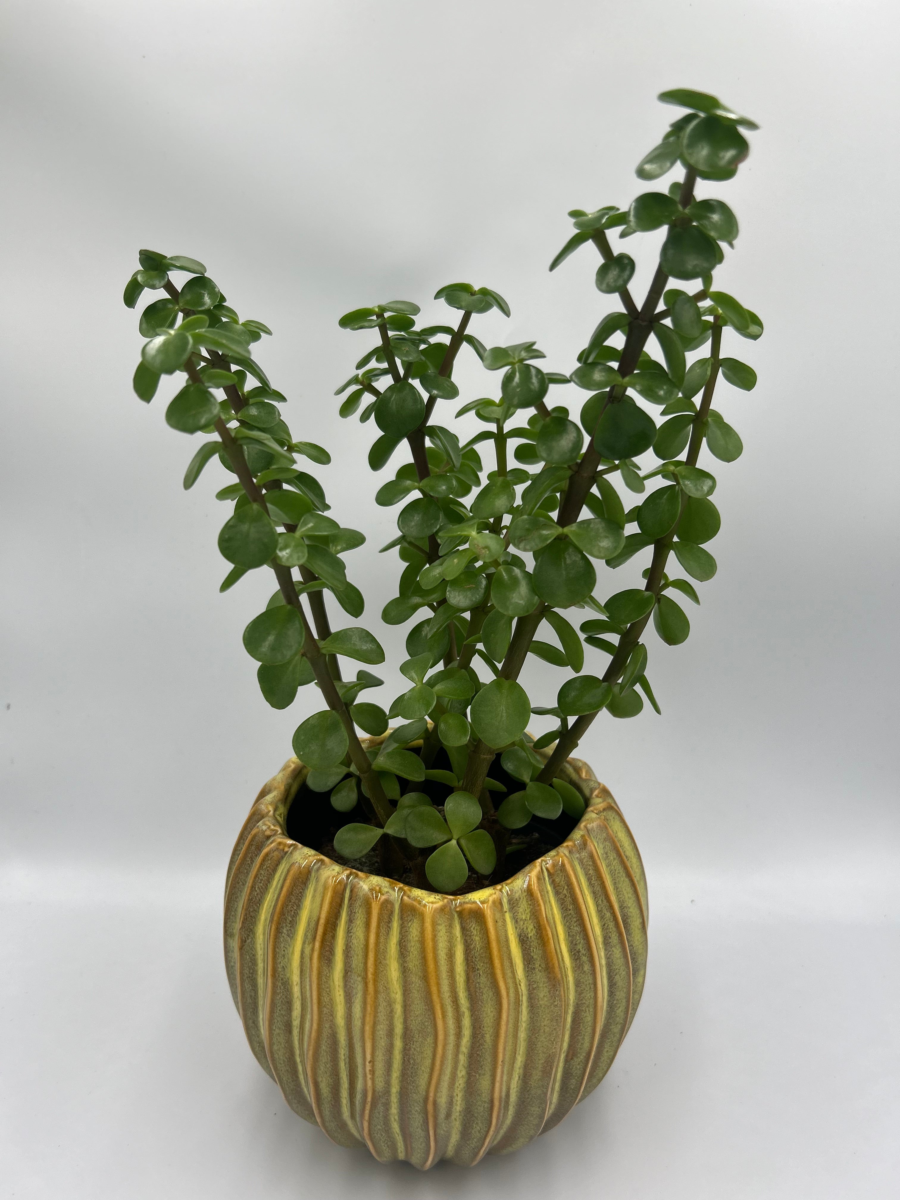 Portulacaria Afra (Elephant Bush)