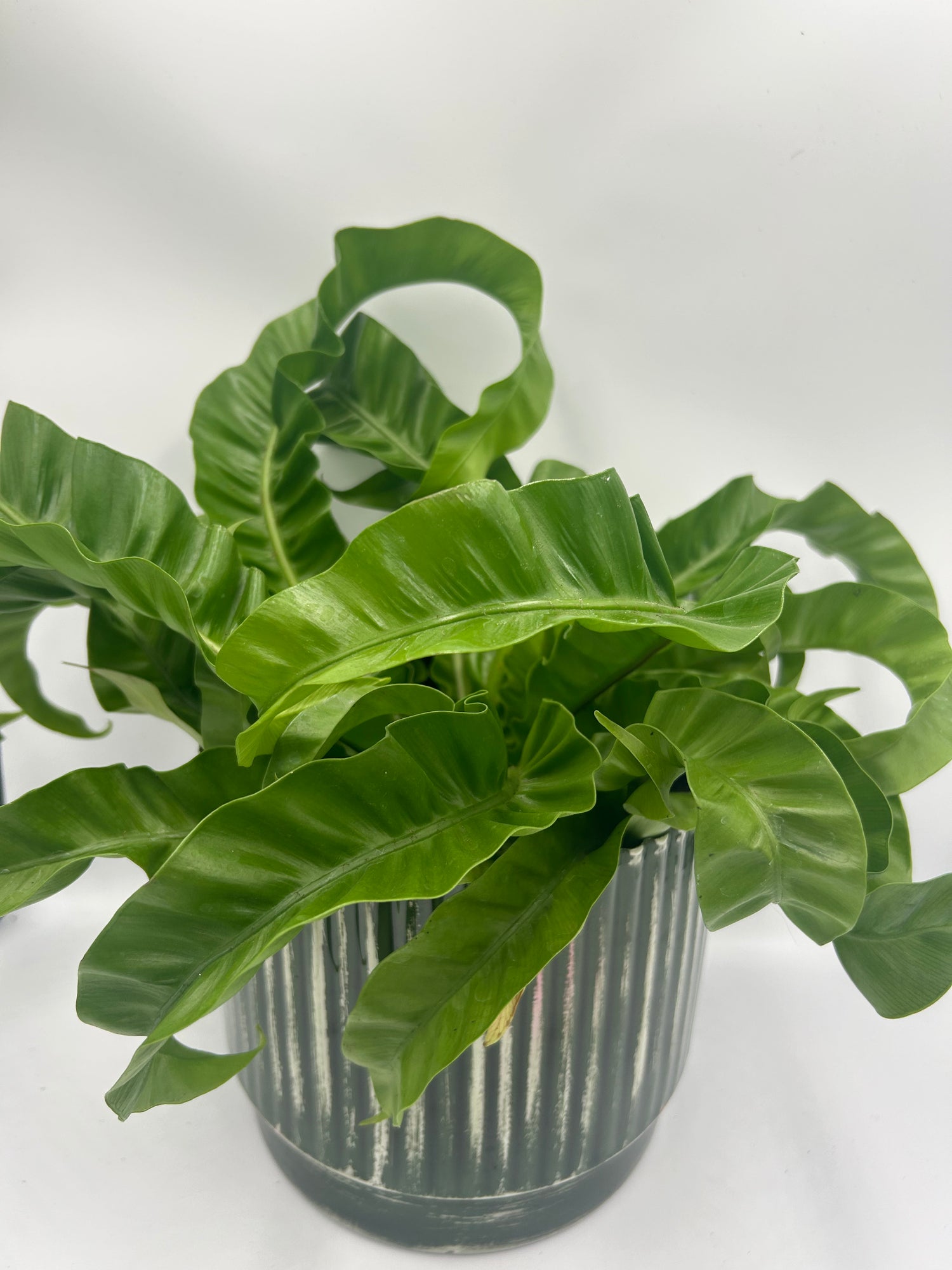 Asplenium Hurricane