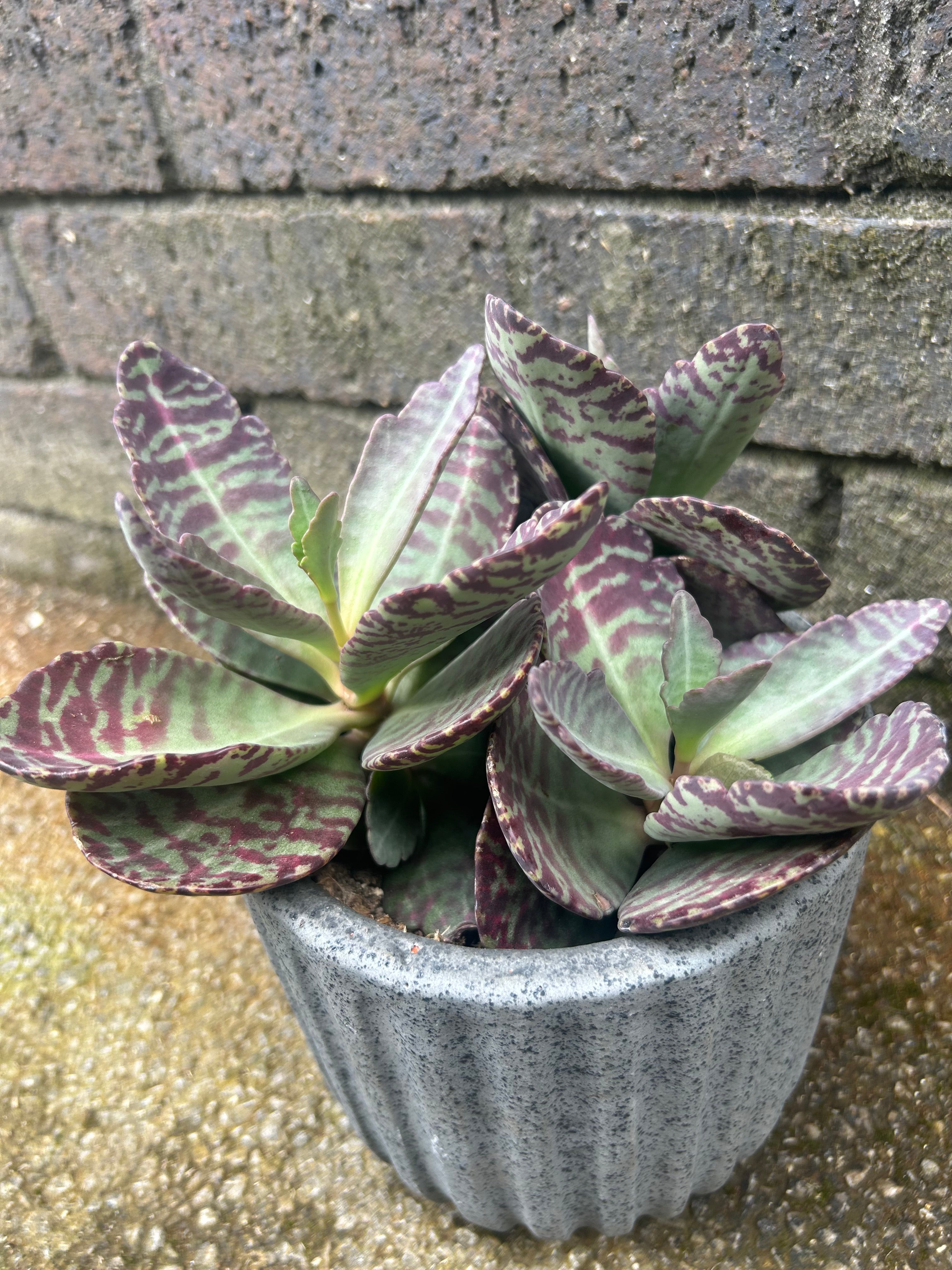 Kalanchoe Wild Flowers Desert Surprise