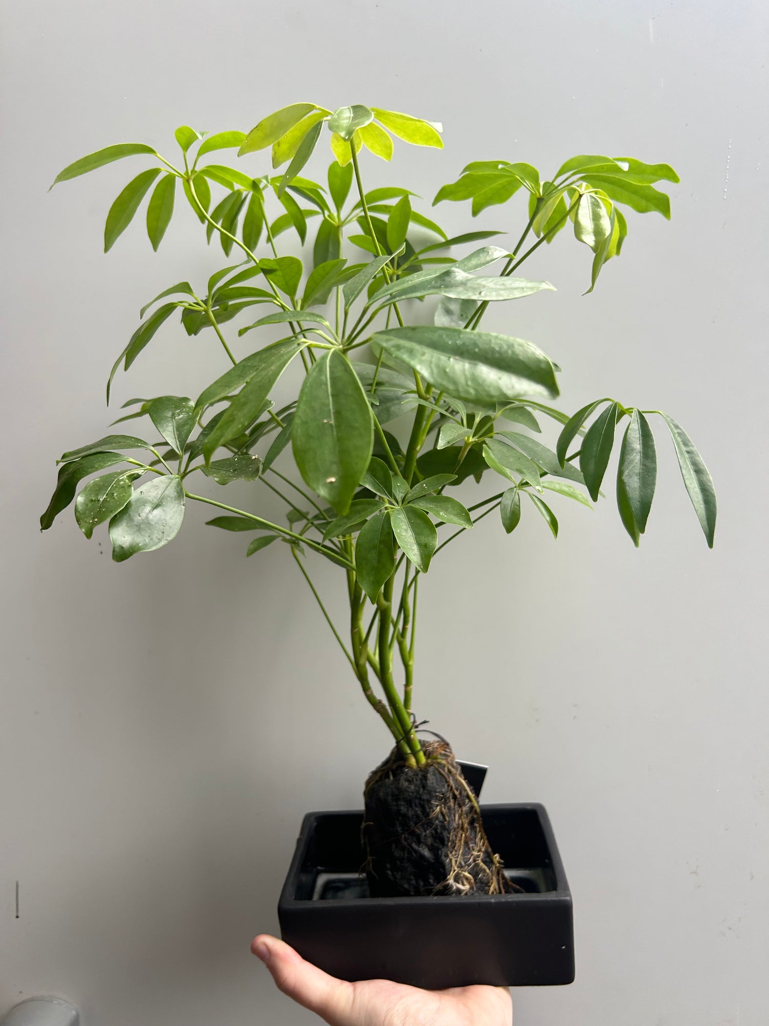 Schefflera on Lava Rock