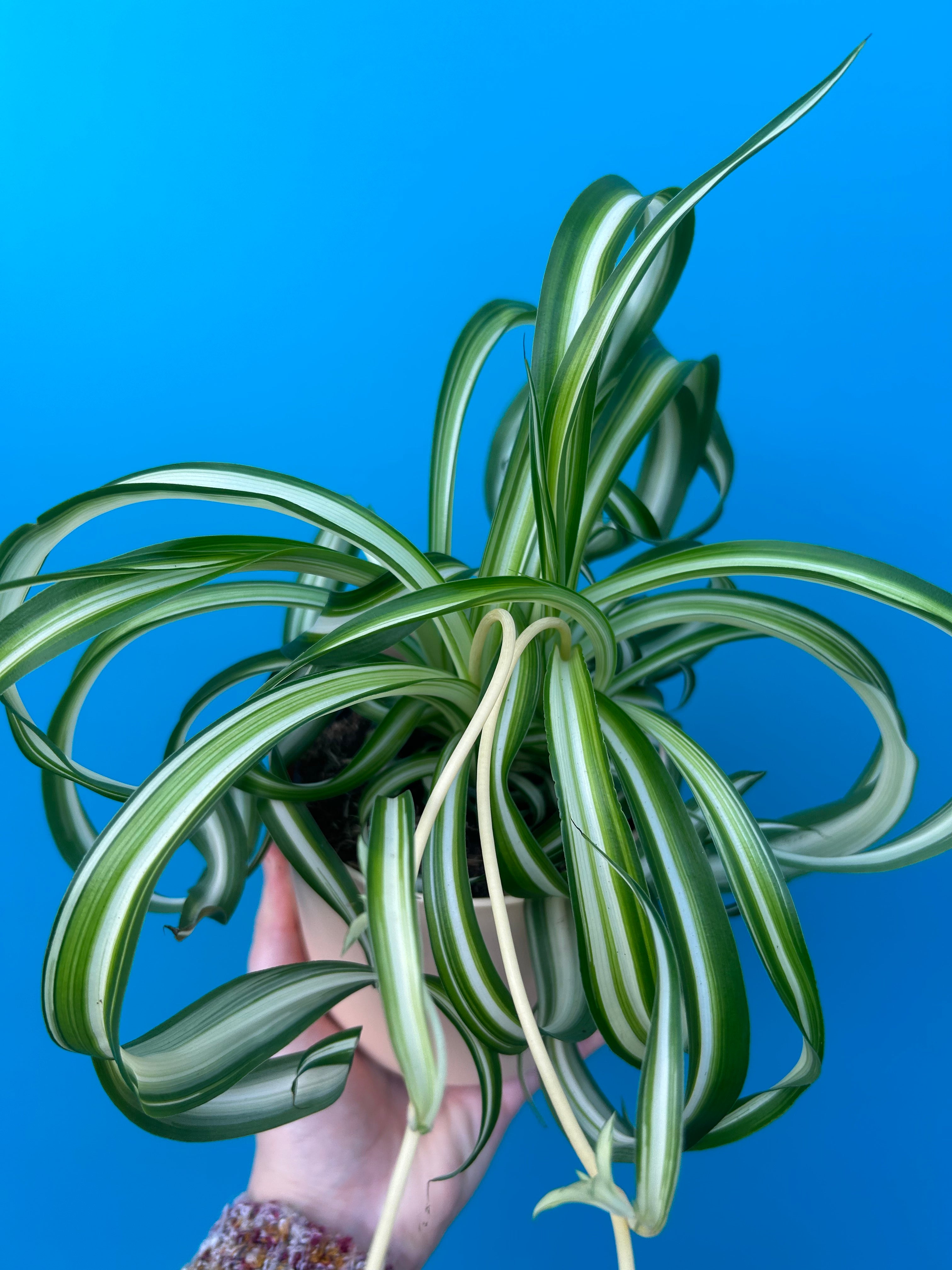 Chlorophytum comosum ‘Bonnie’