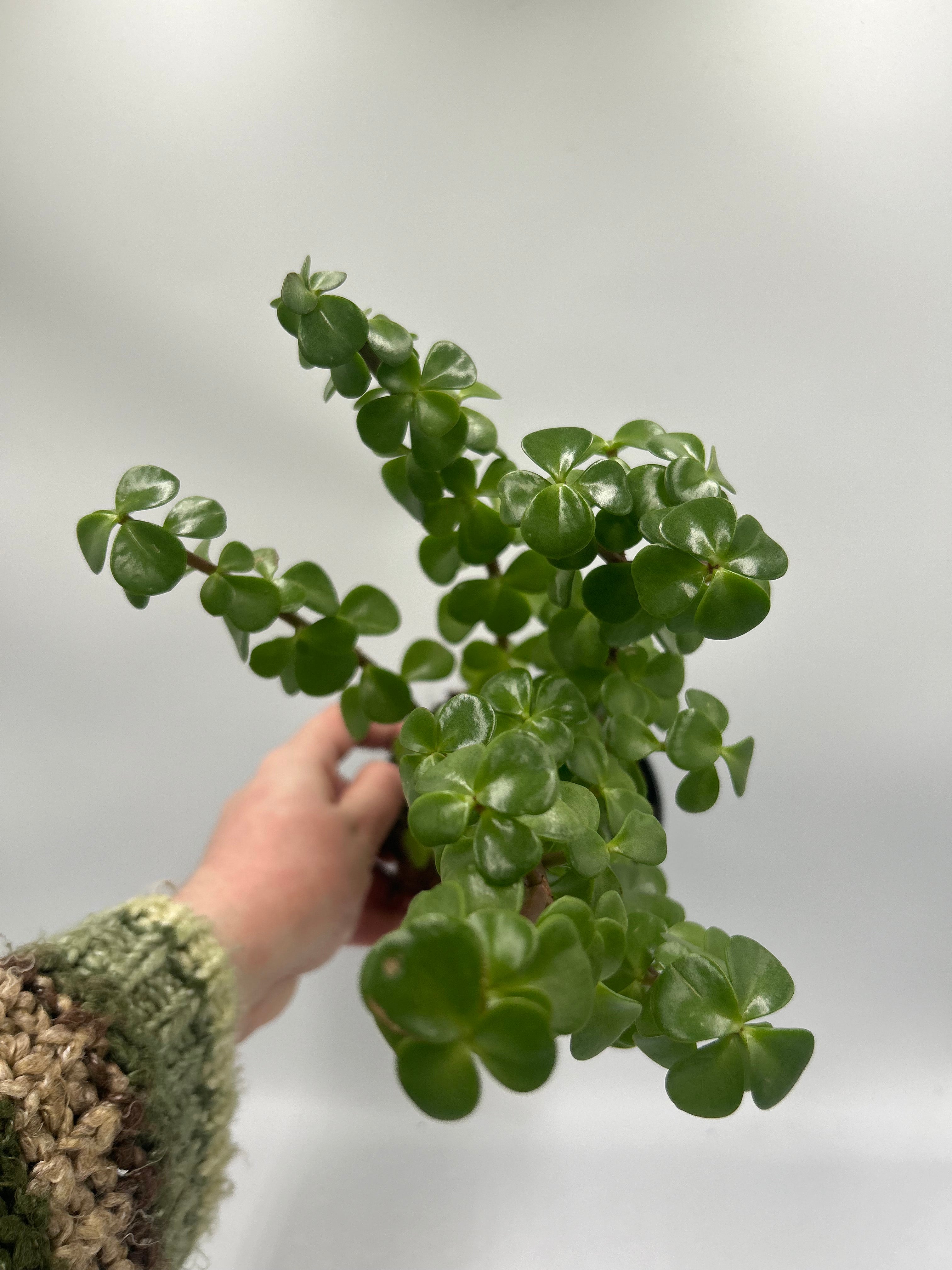 Portulacaria Afra (Elephant Bush)