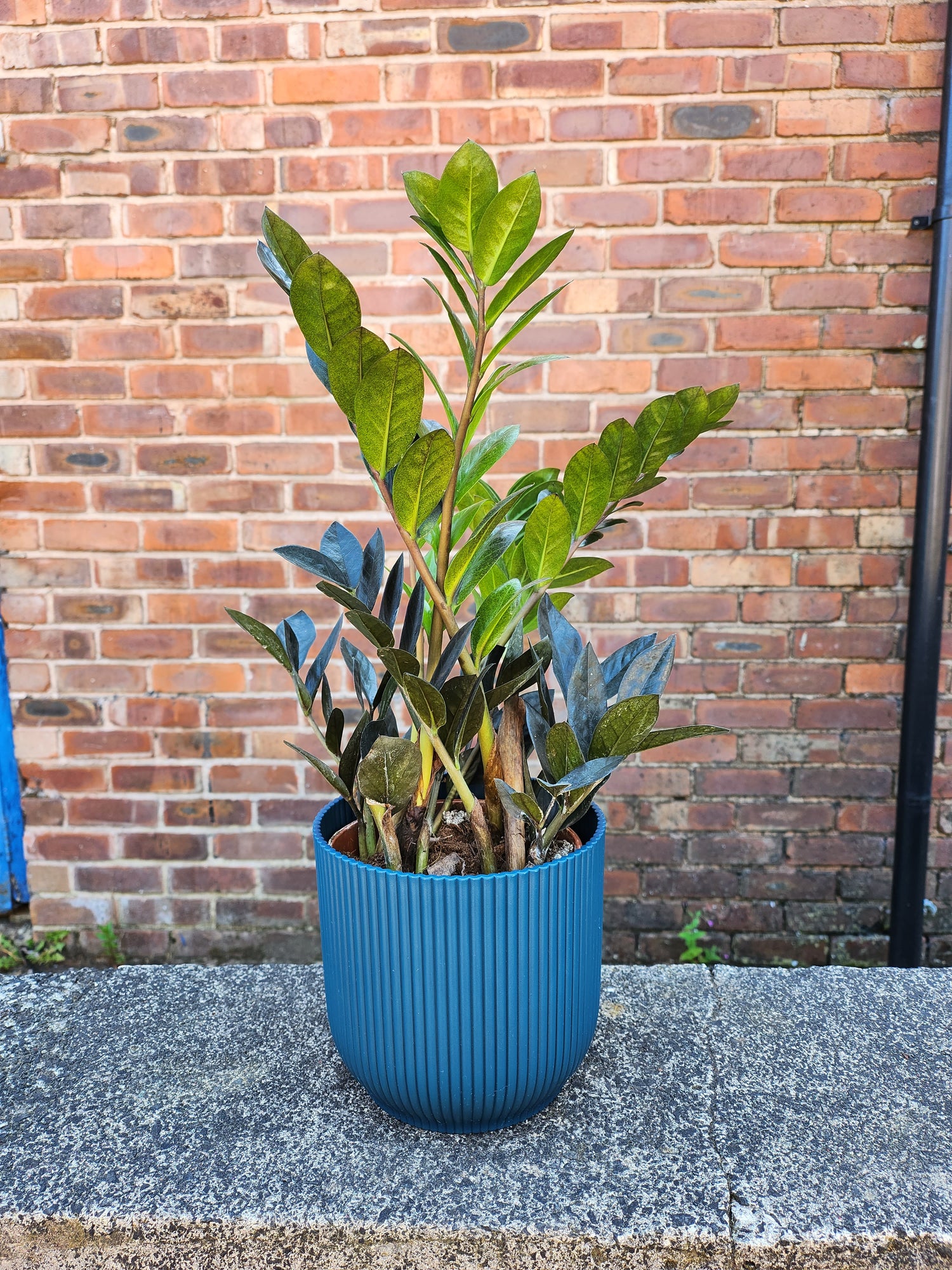 Zamioculcas Zamiifolia Raven