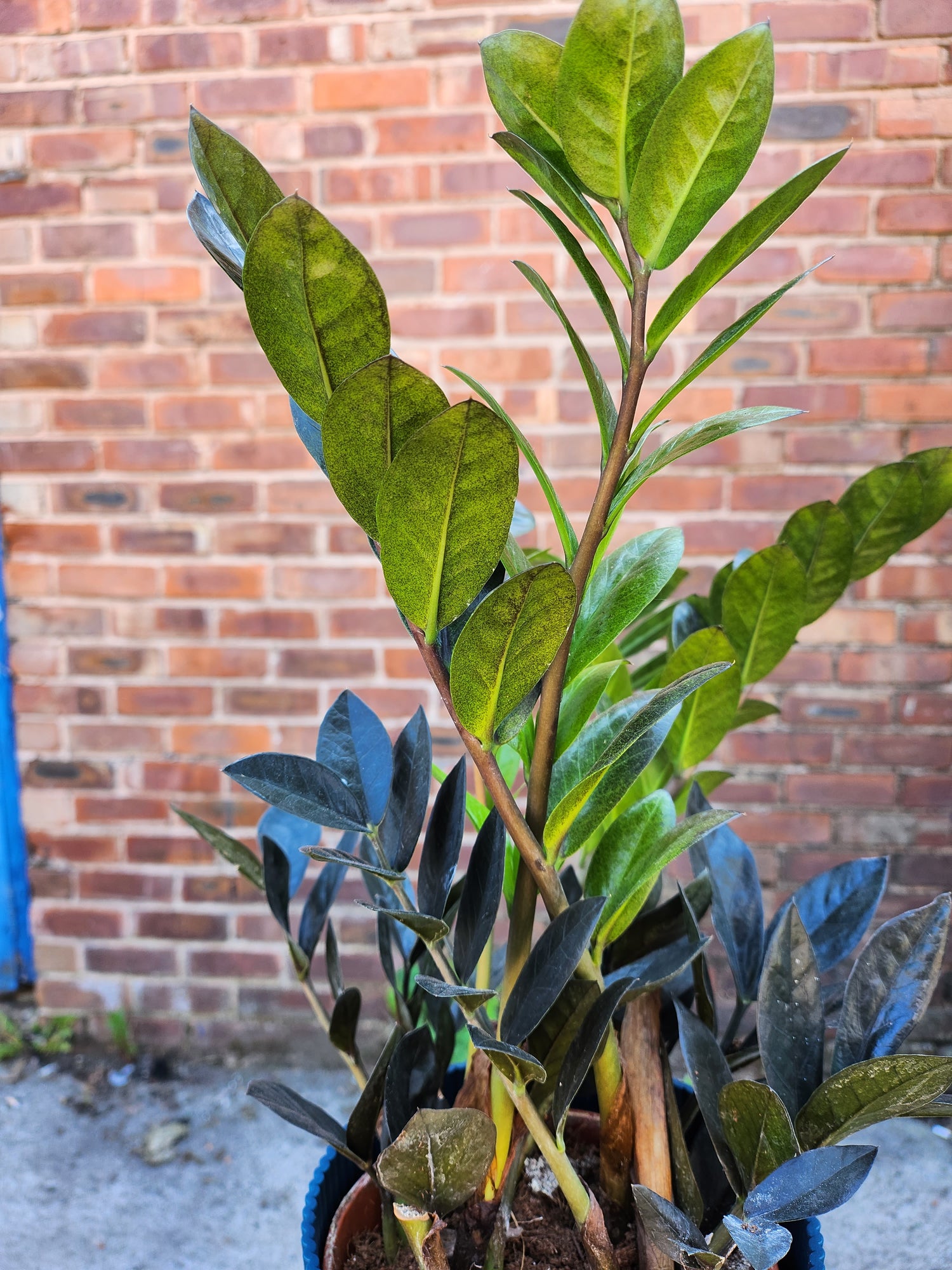 Zamioculcas Zamiifolia Raven