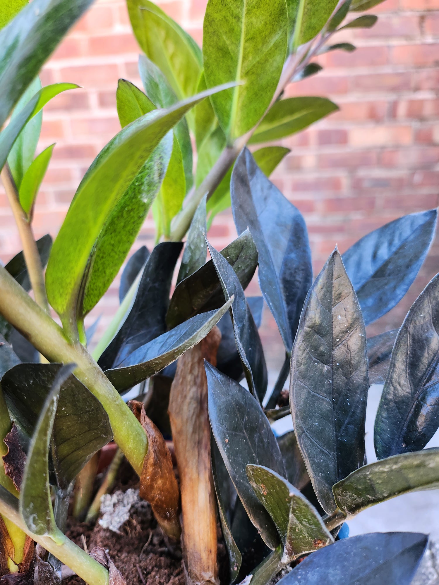 Zamioculcas Zamiifolia Raven