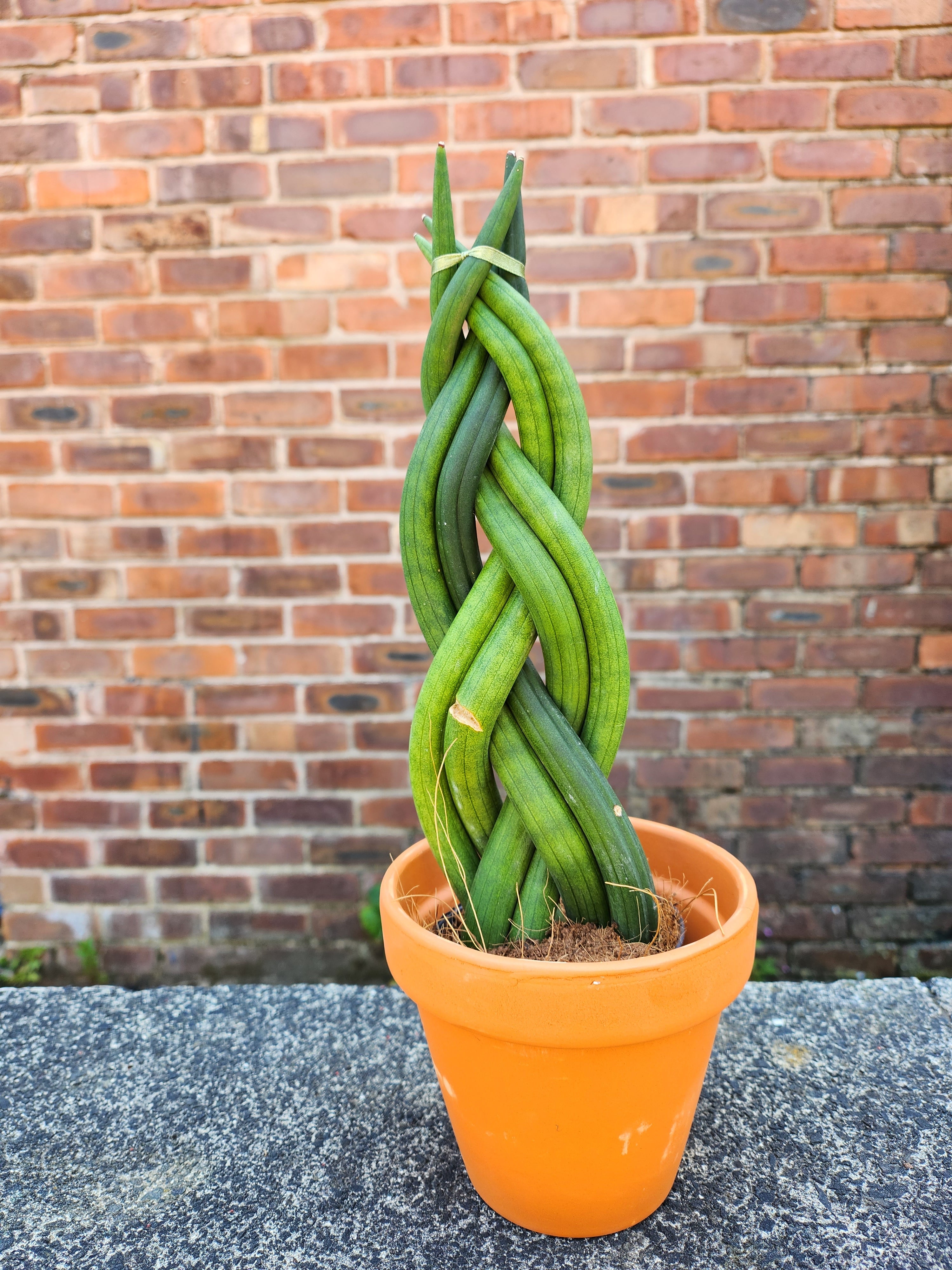 Sansevieria Braided