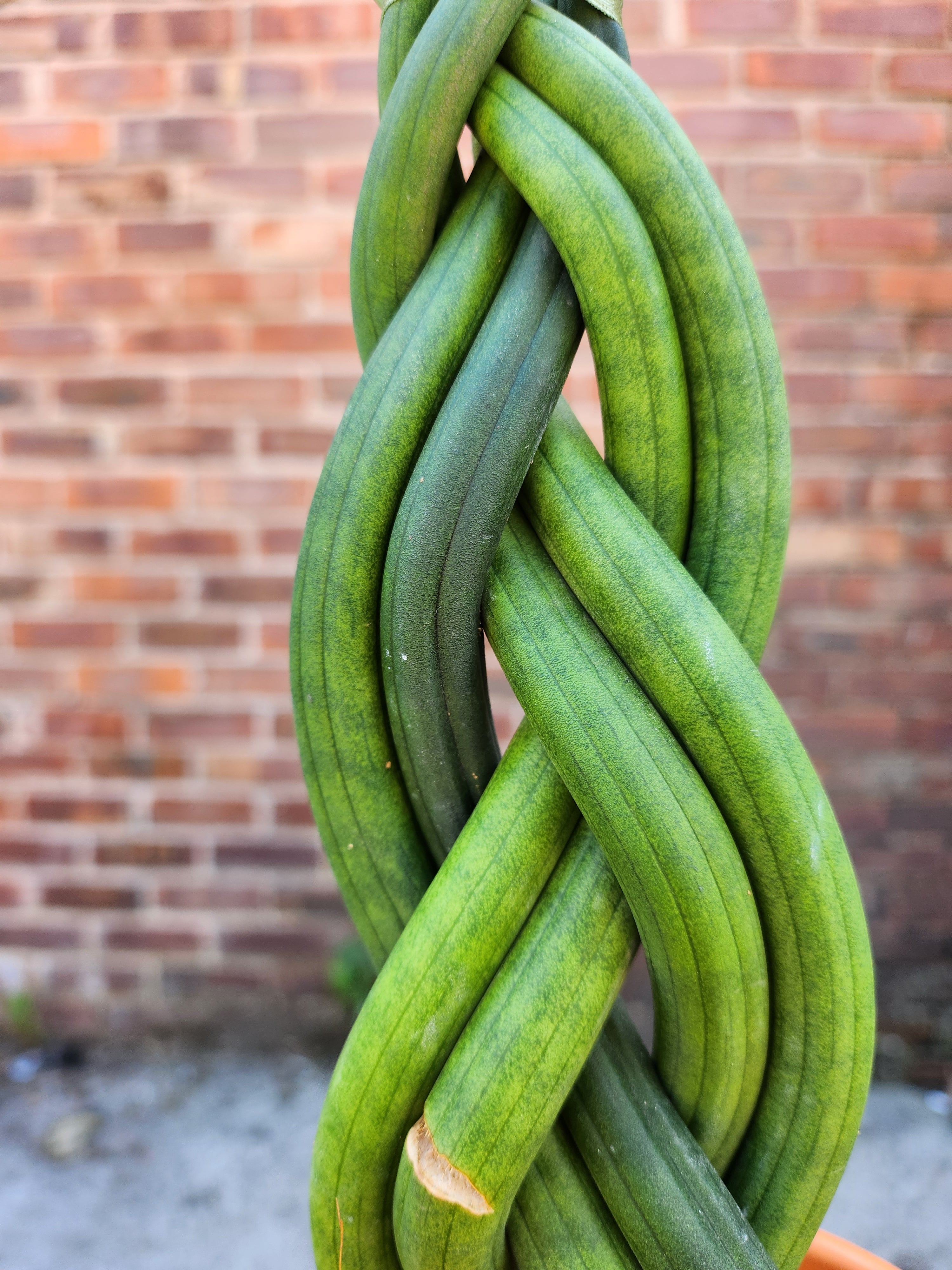 Sansevieria Braided