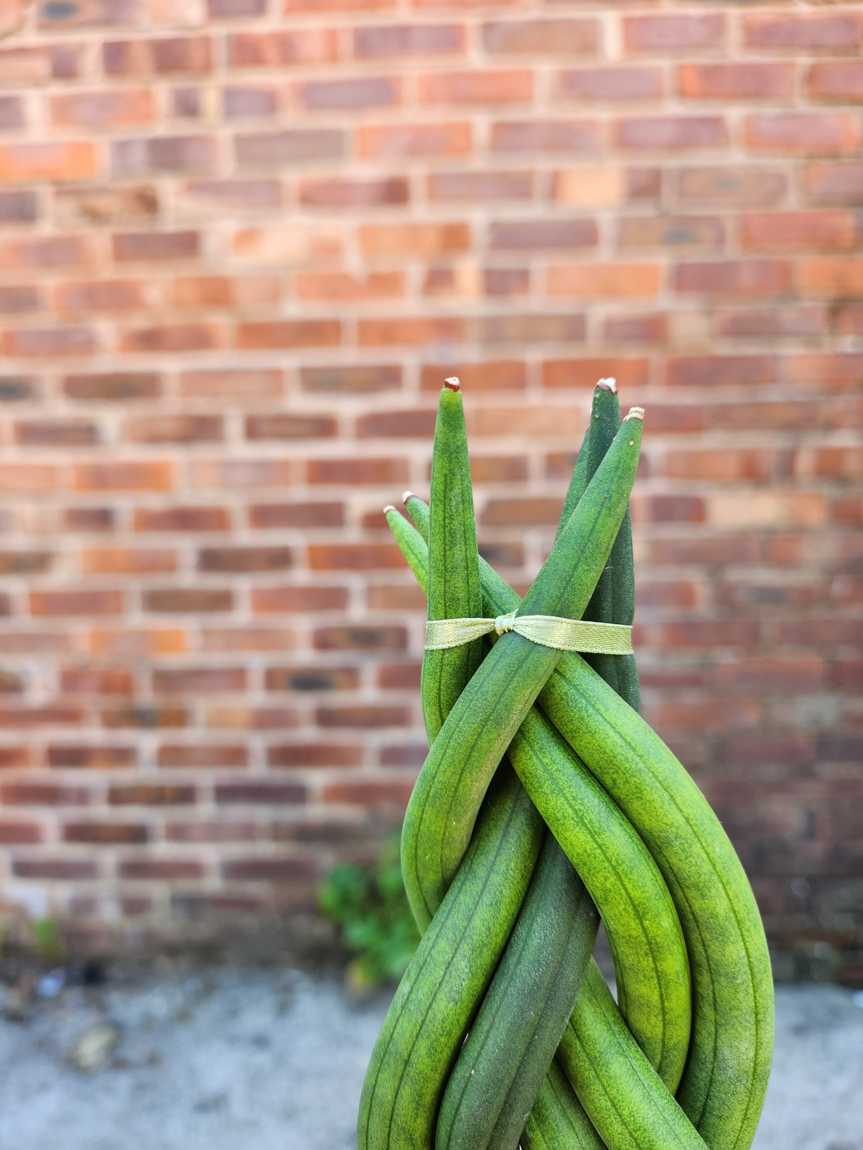 Sansevieria Braided