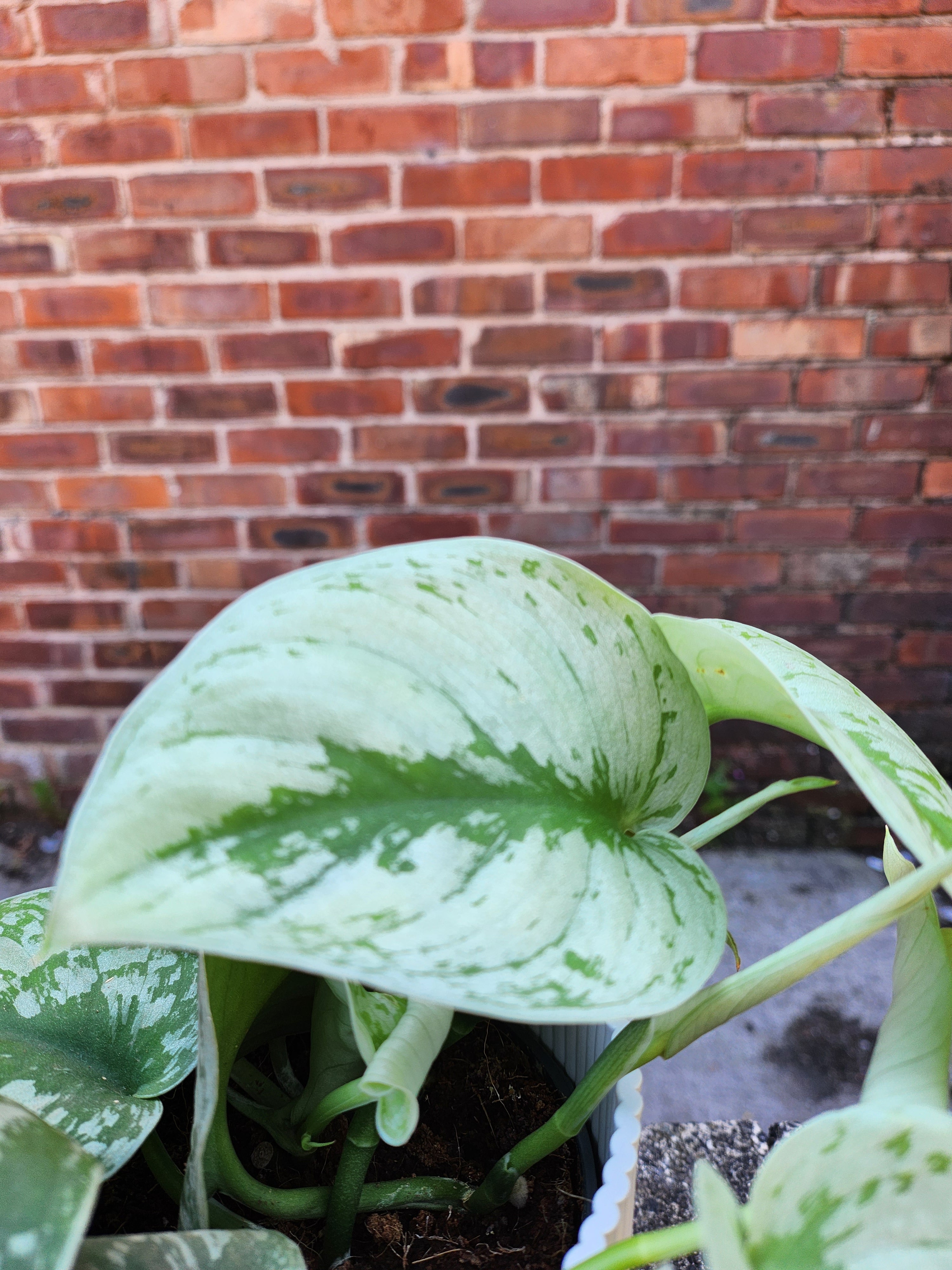 Scindapsus Pictus Trebie