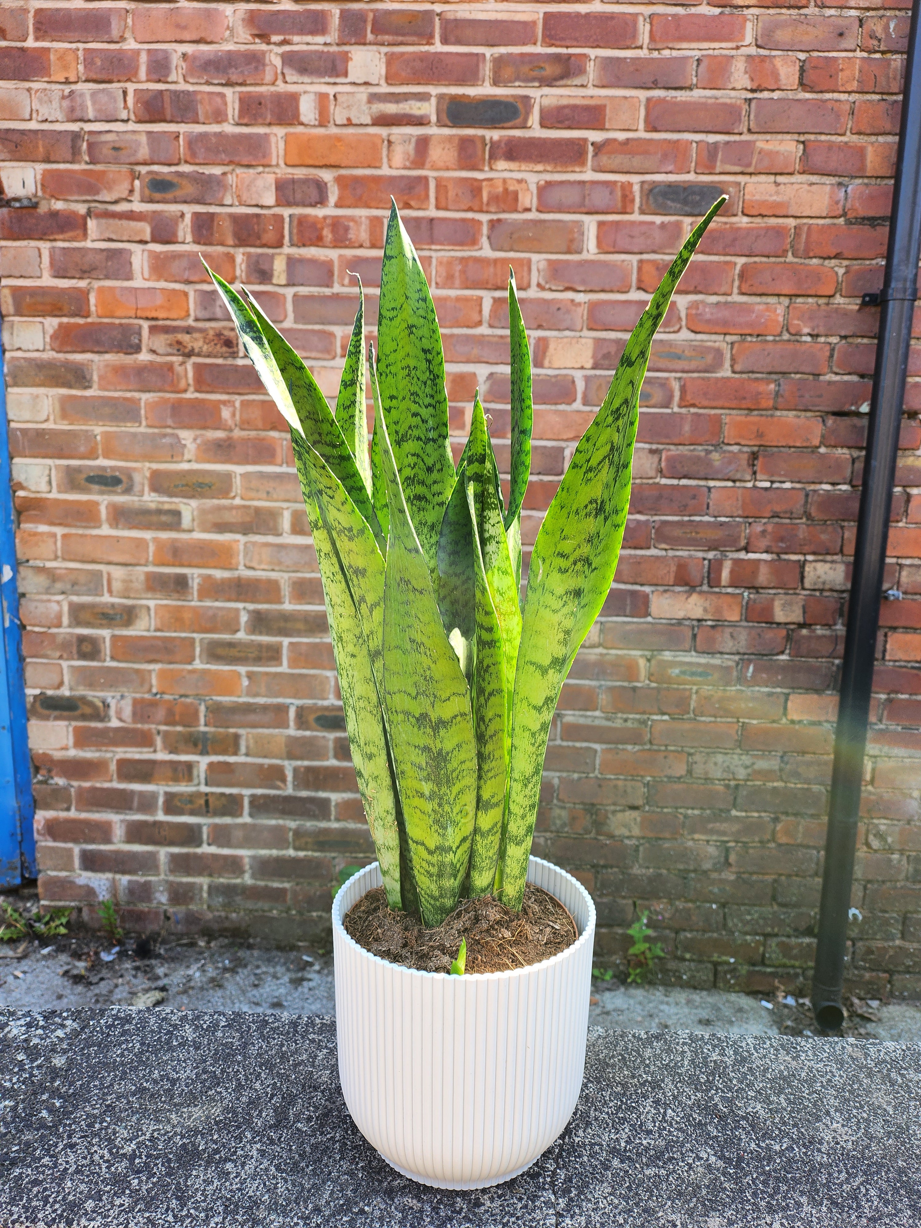 Sansevieria Zeylanica o