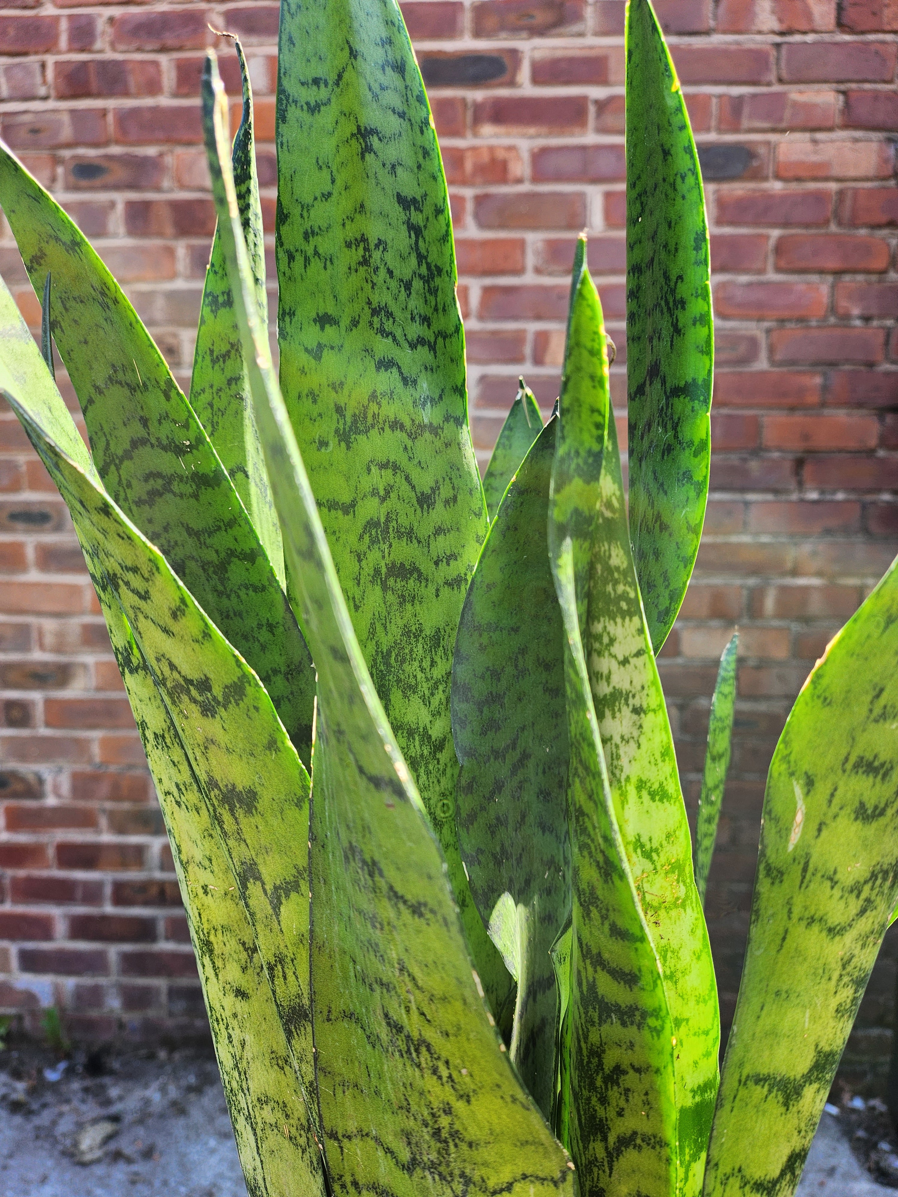 Sansevieria Zeylanica o