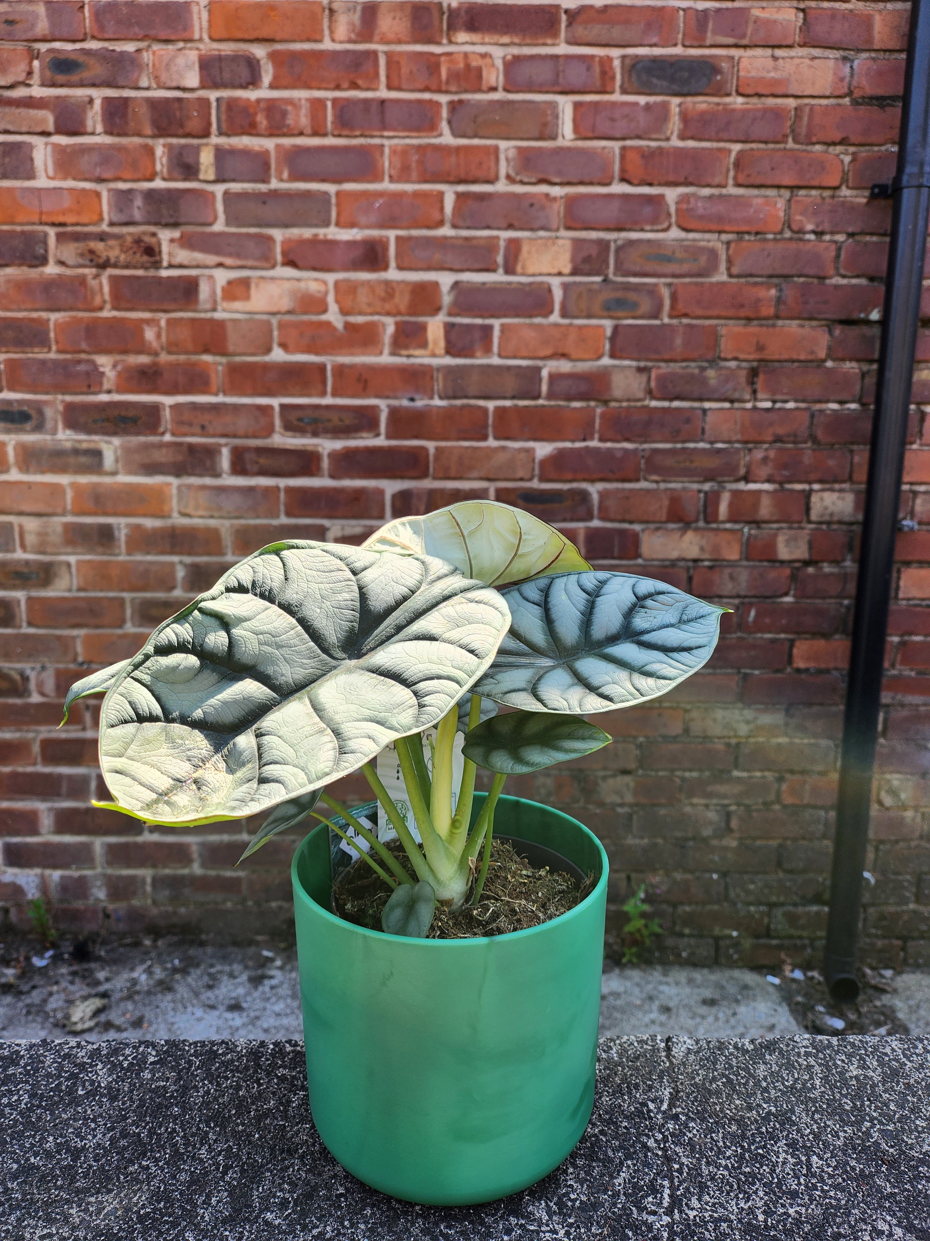 Alocasia Silver Dragon