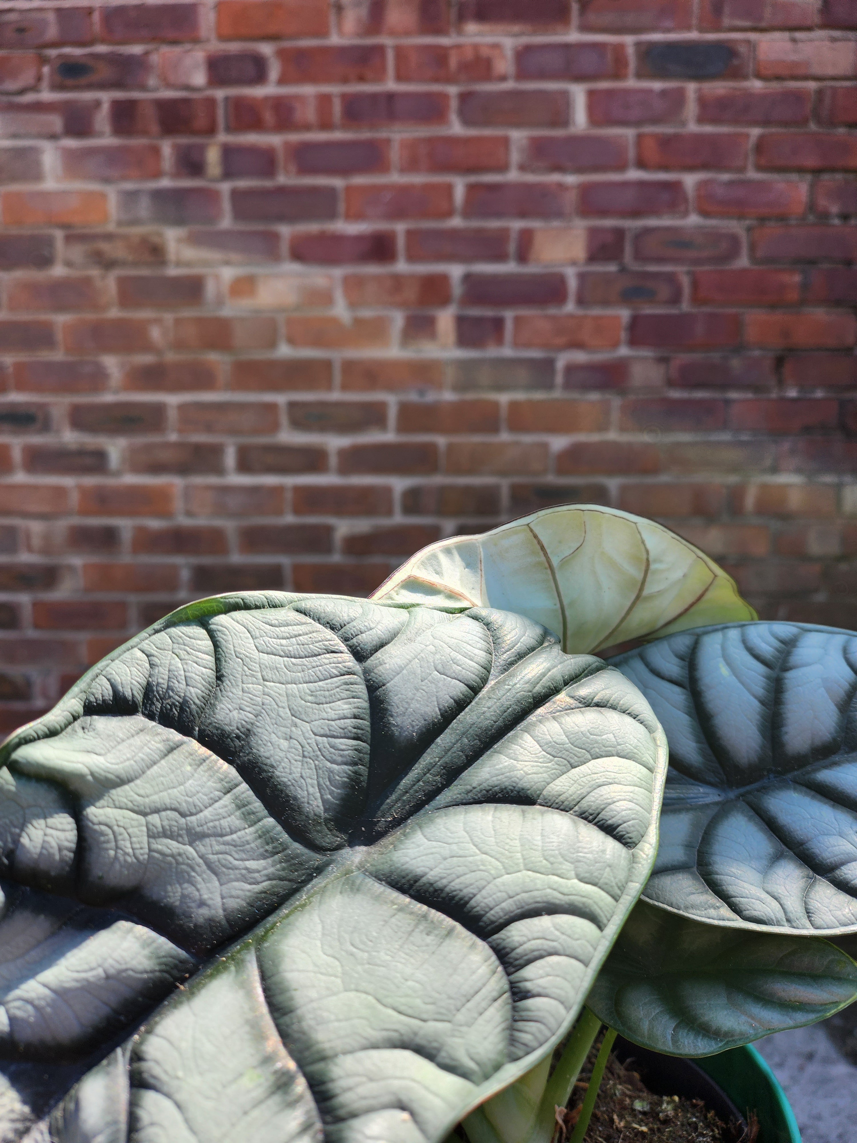 Alocasia Silver Dragon