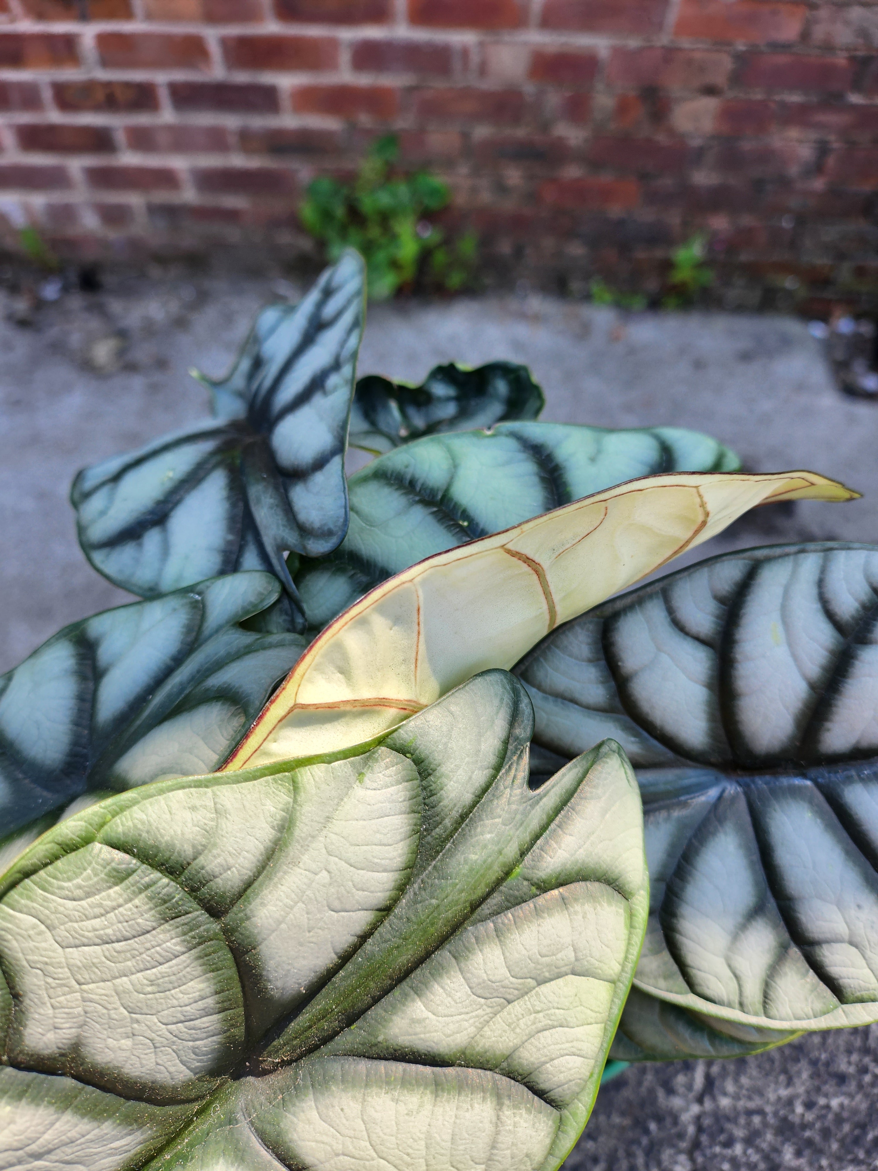 Alocasia Silver Dragon
