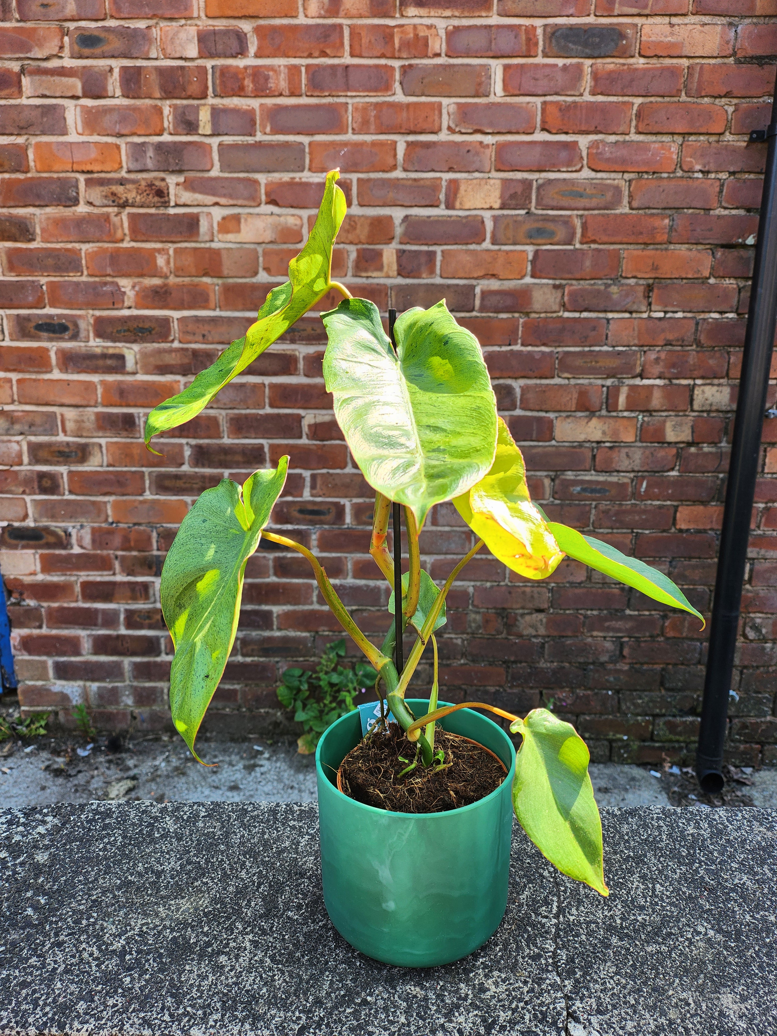 Philodendron Paraiso Verde