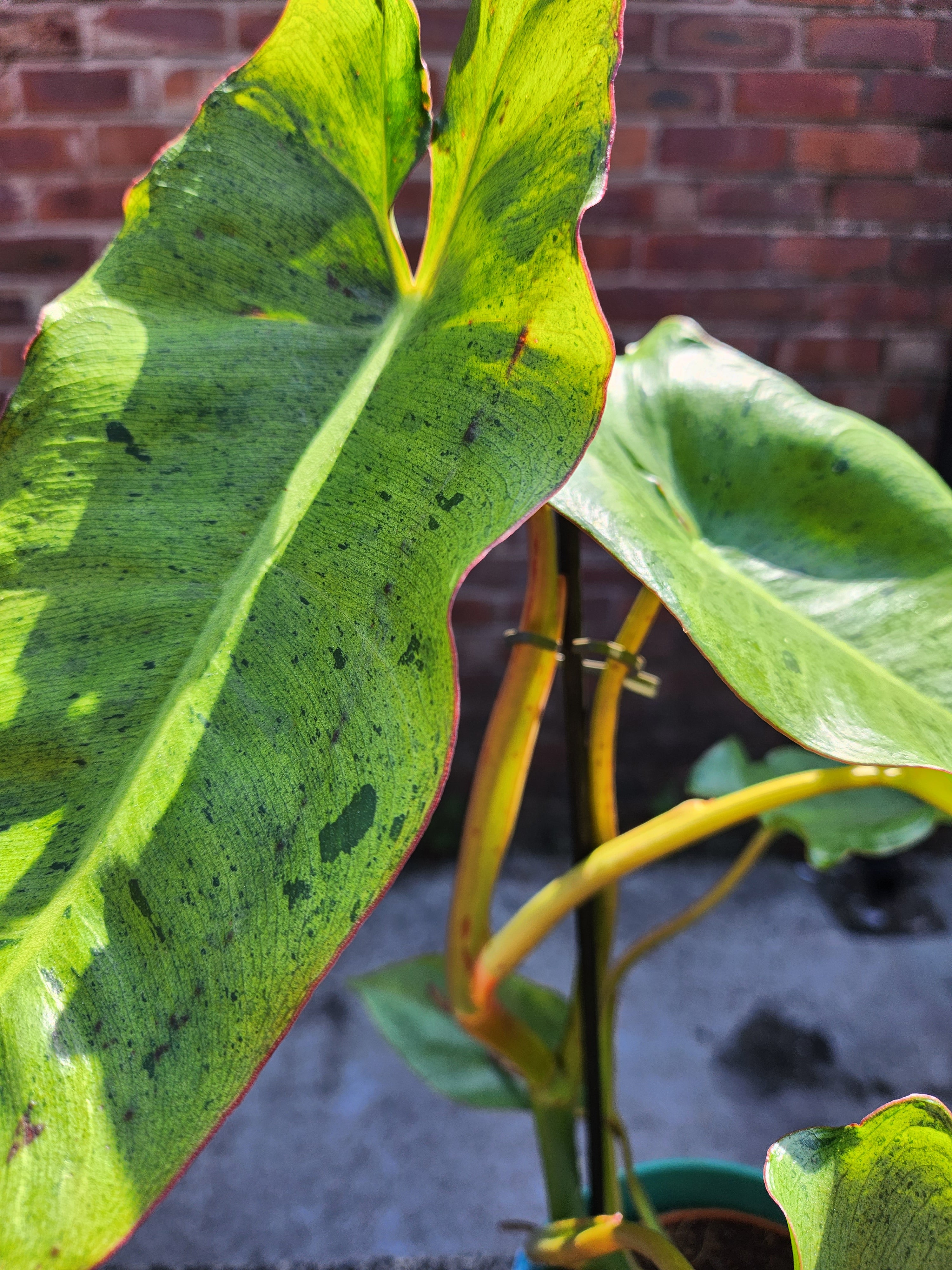 Philodendron Paraiso Verde