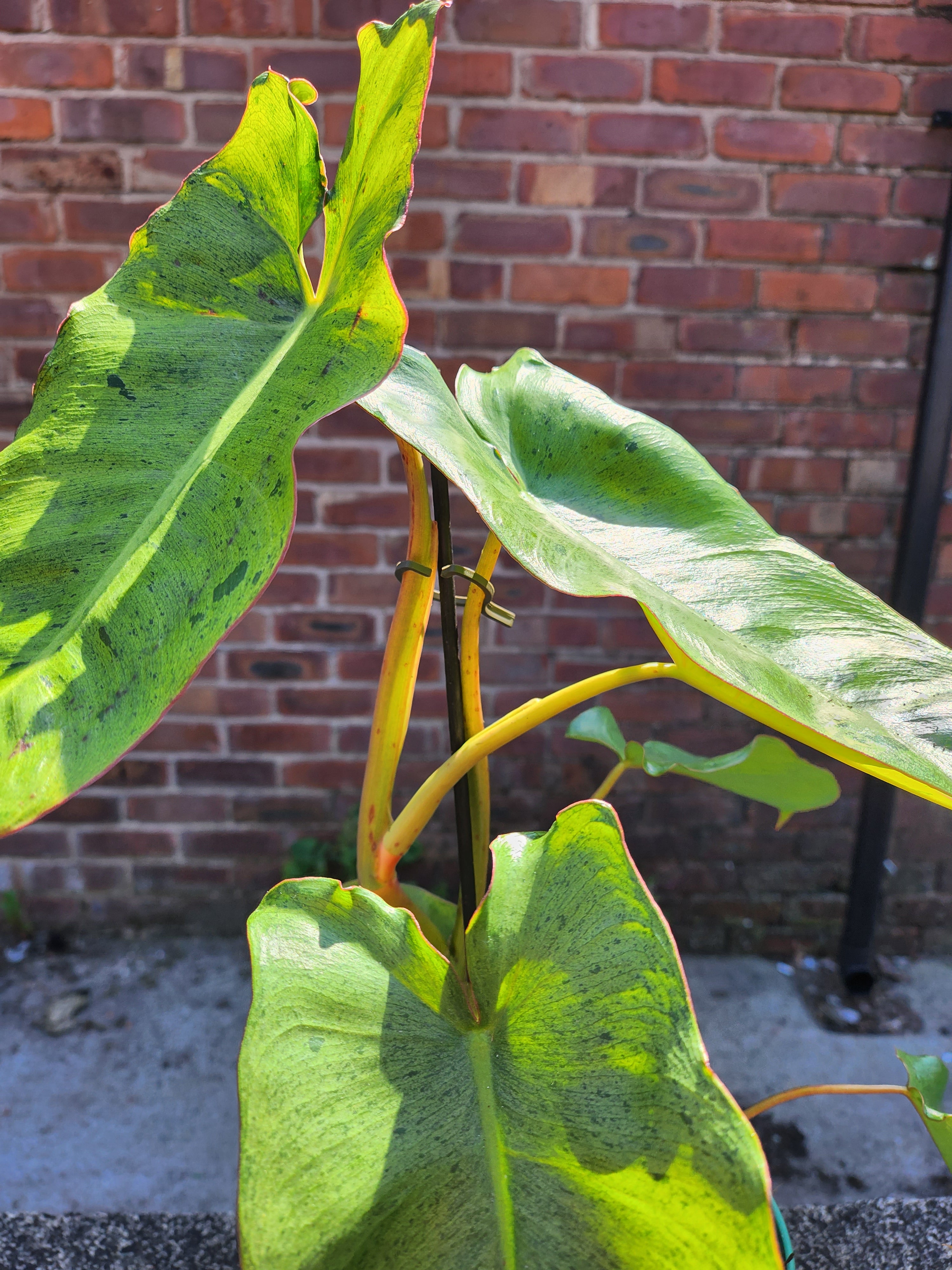 Philodendron Paraiso Verde