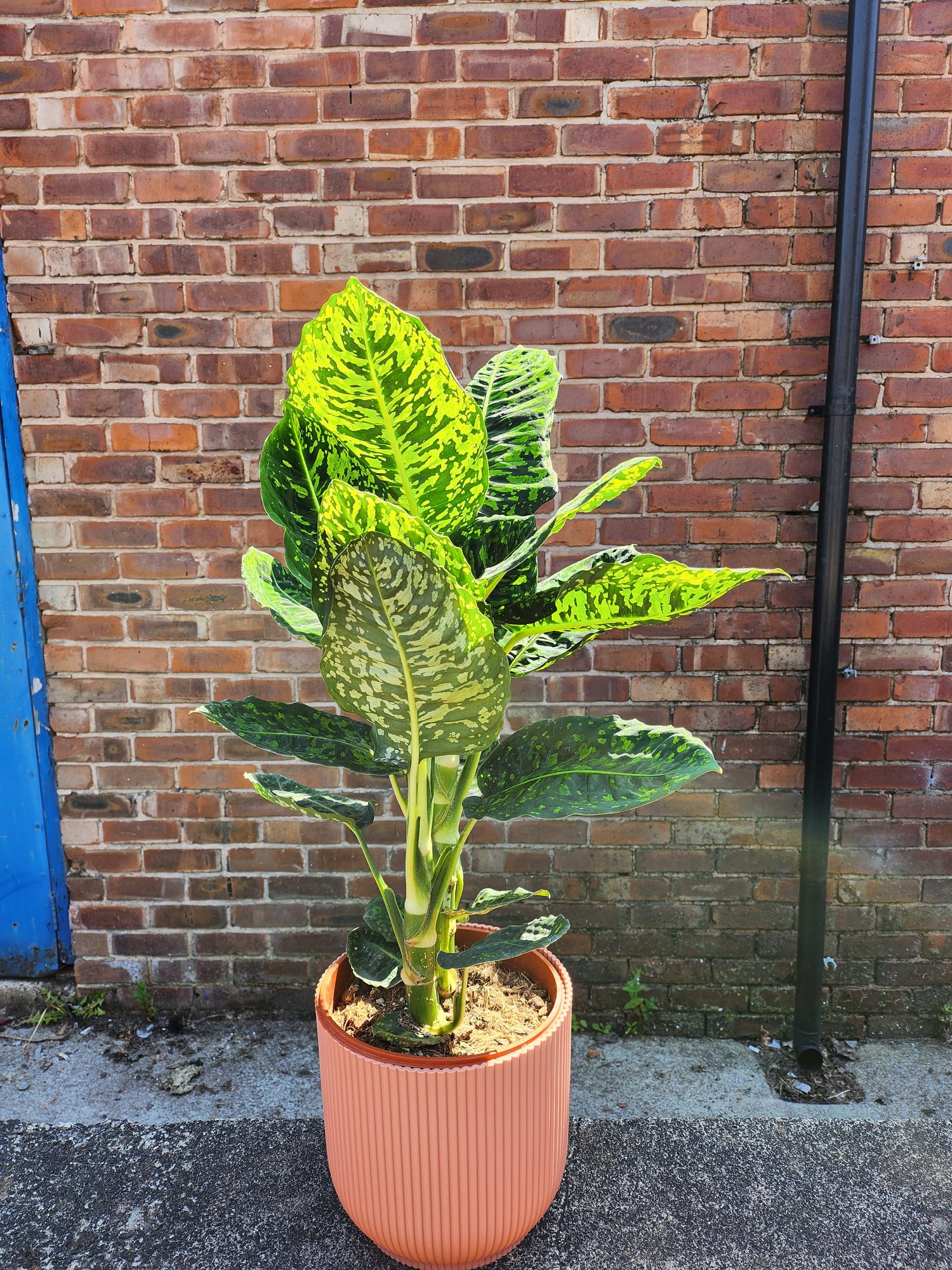 Dieffenbachia Reflector