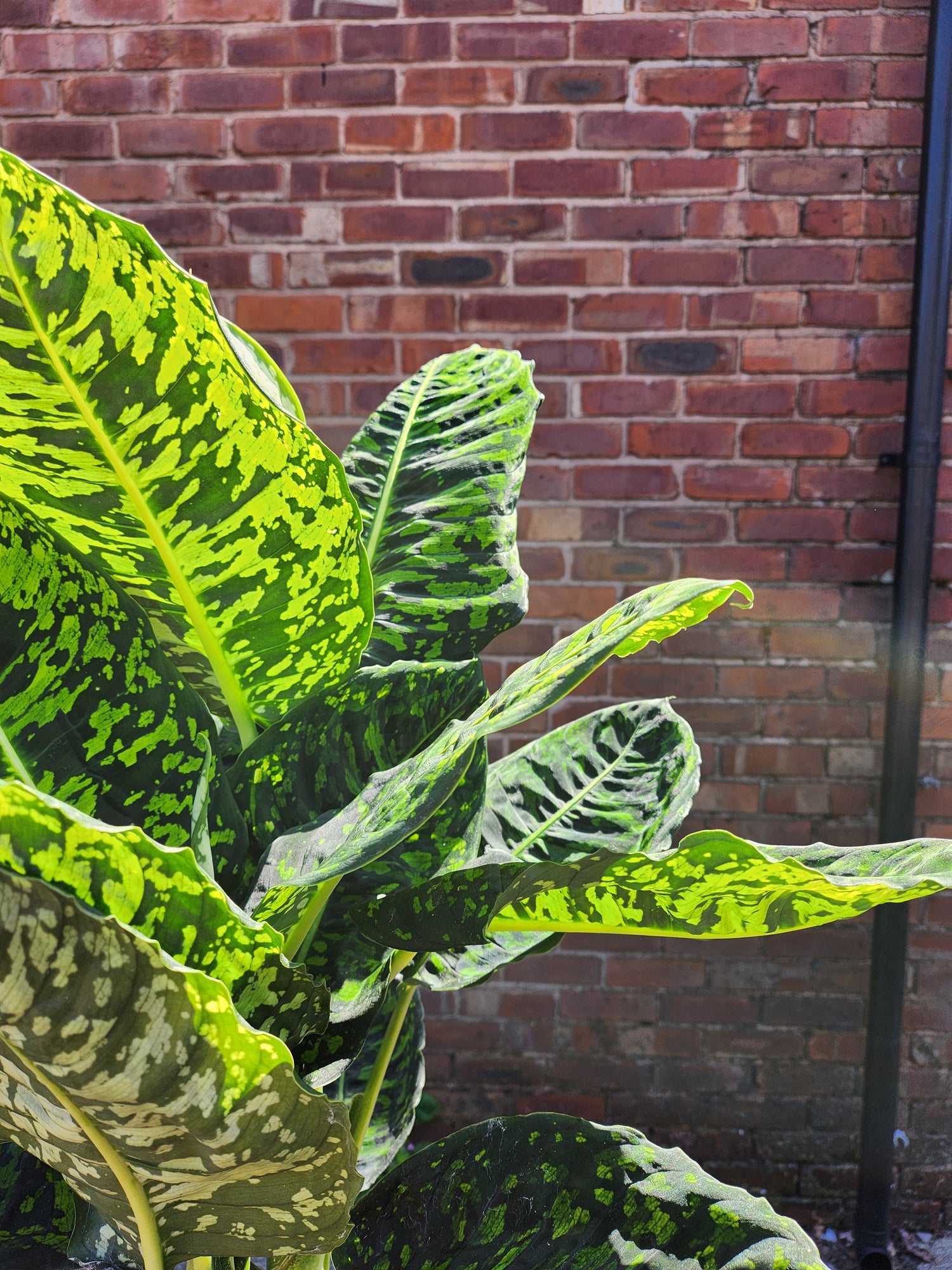 Dieffenbachia Reflector