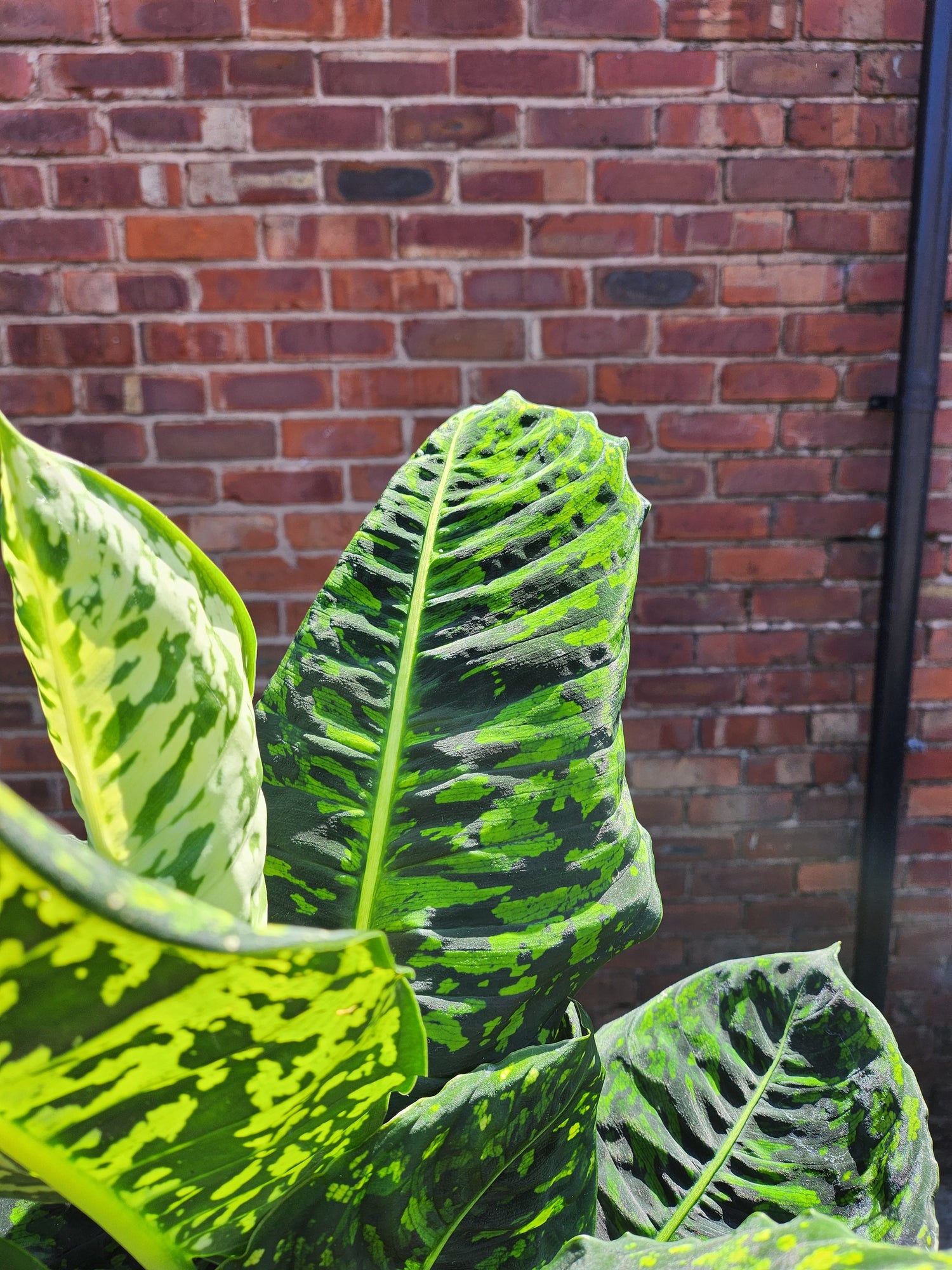 Dieffenbachia Reflector
