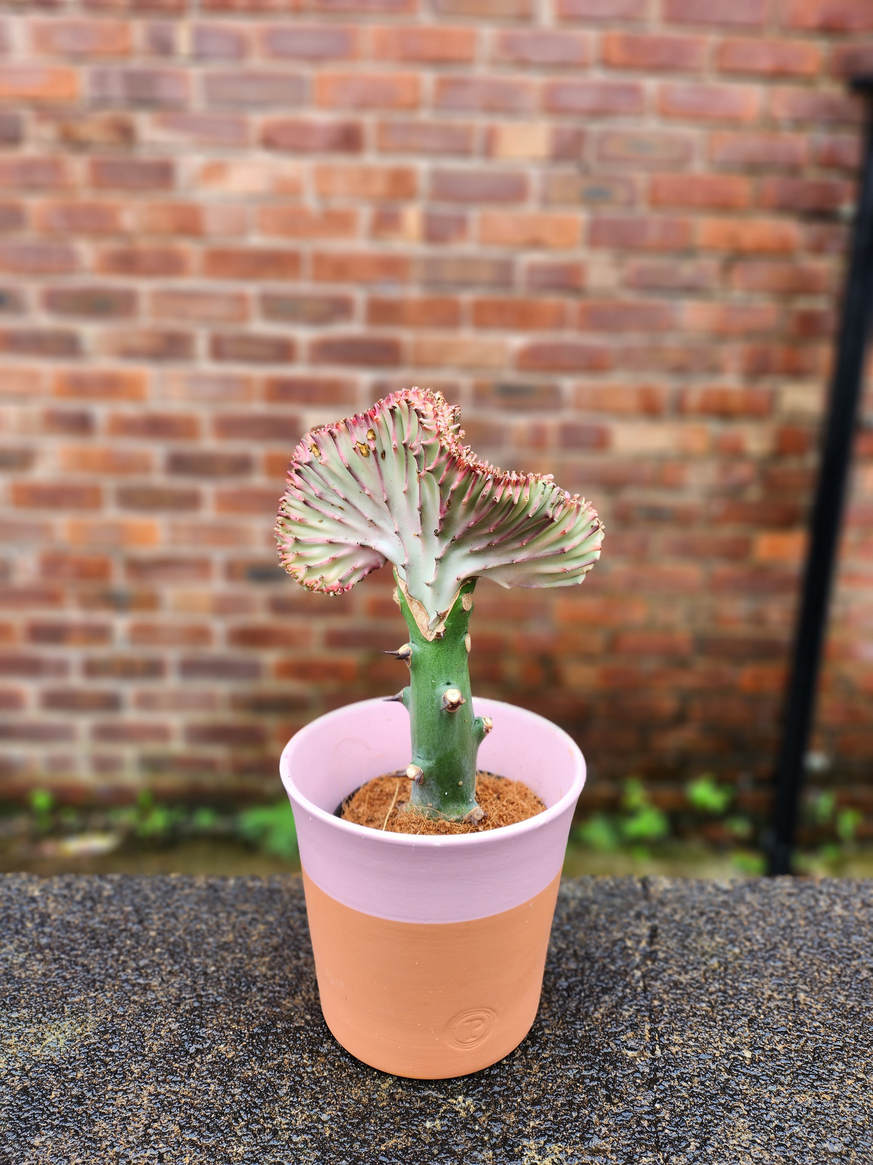 Euphorbia Cristata