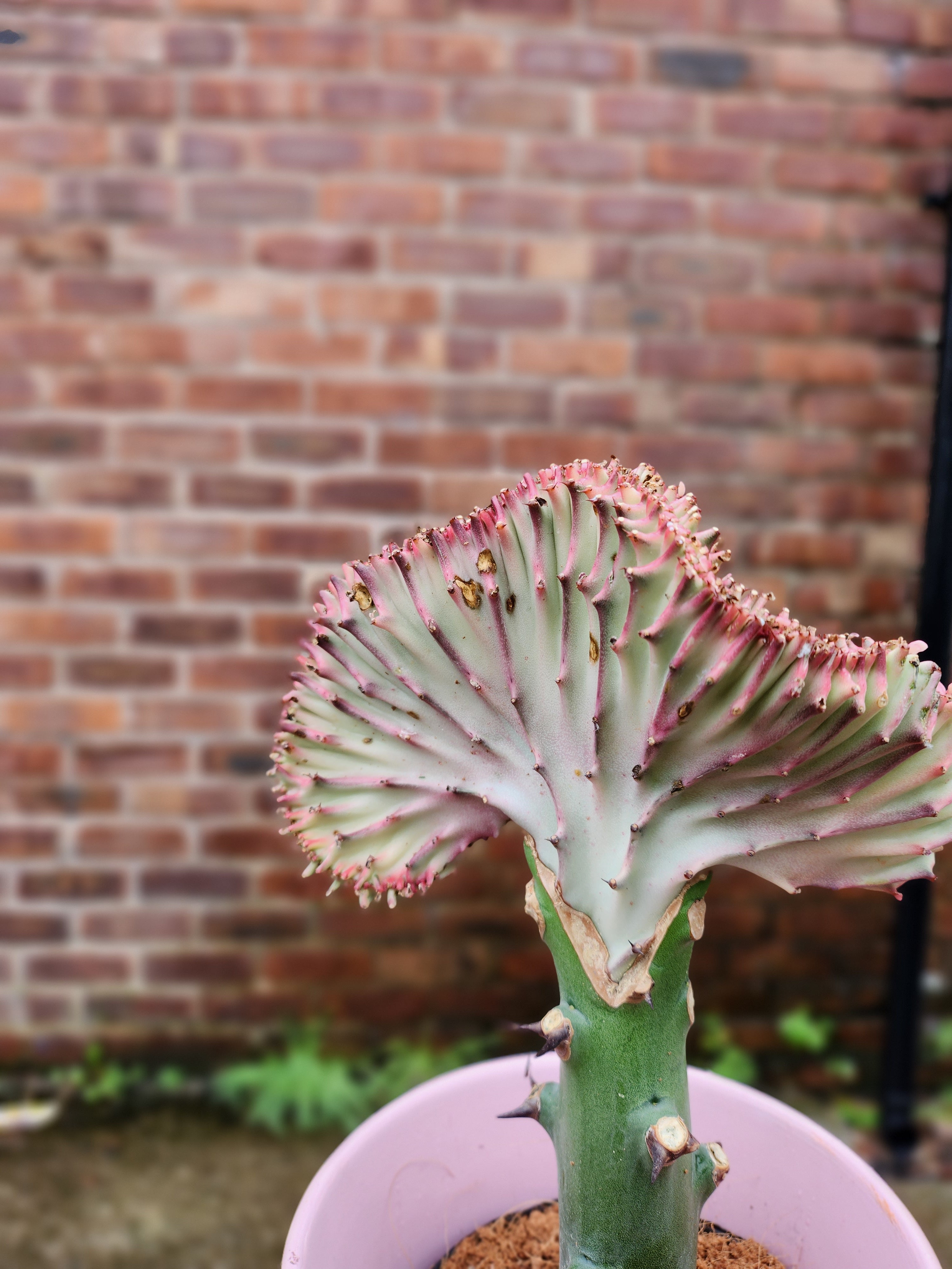Euphorbia Cristata