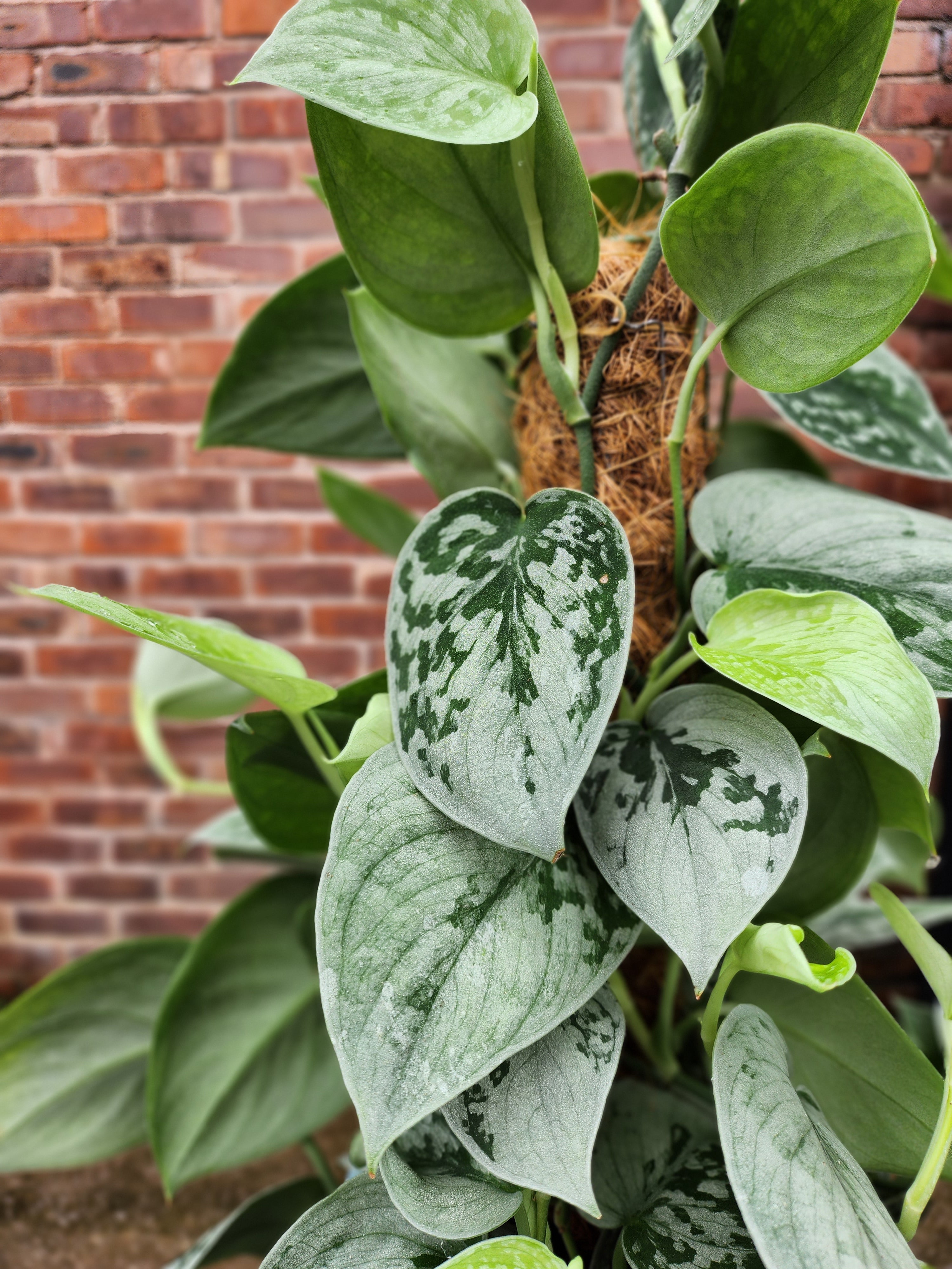 Scindapsus Pictus Silvery Ann